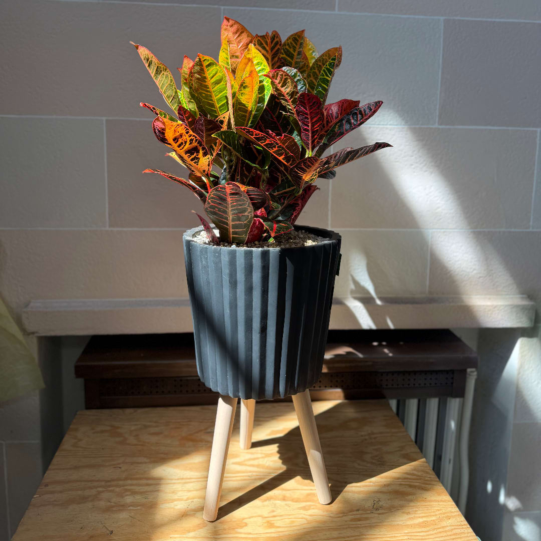 Potted croton plant in a ribbed dark planter on a wooden stand