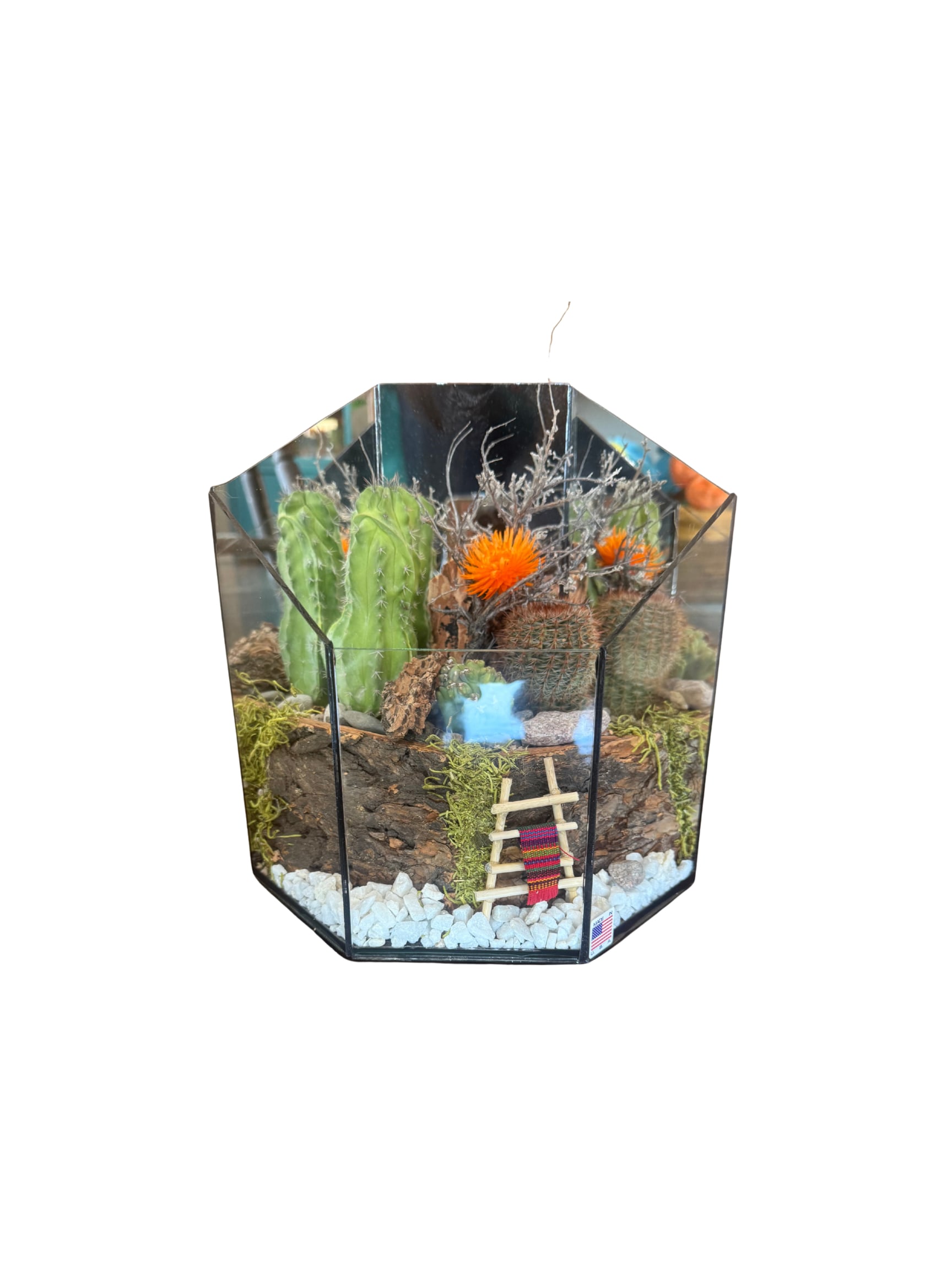 Cactus terrarium in a geometric glass container with decorative stones