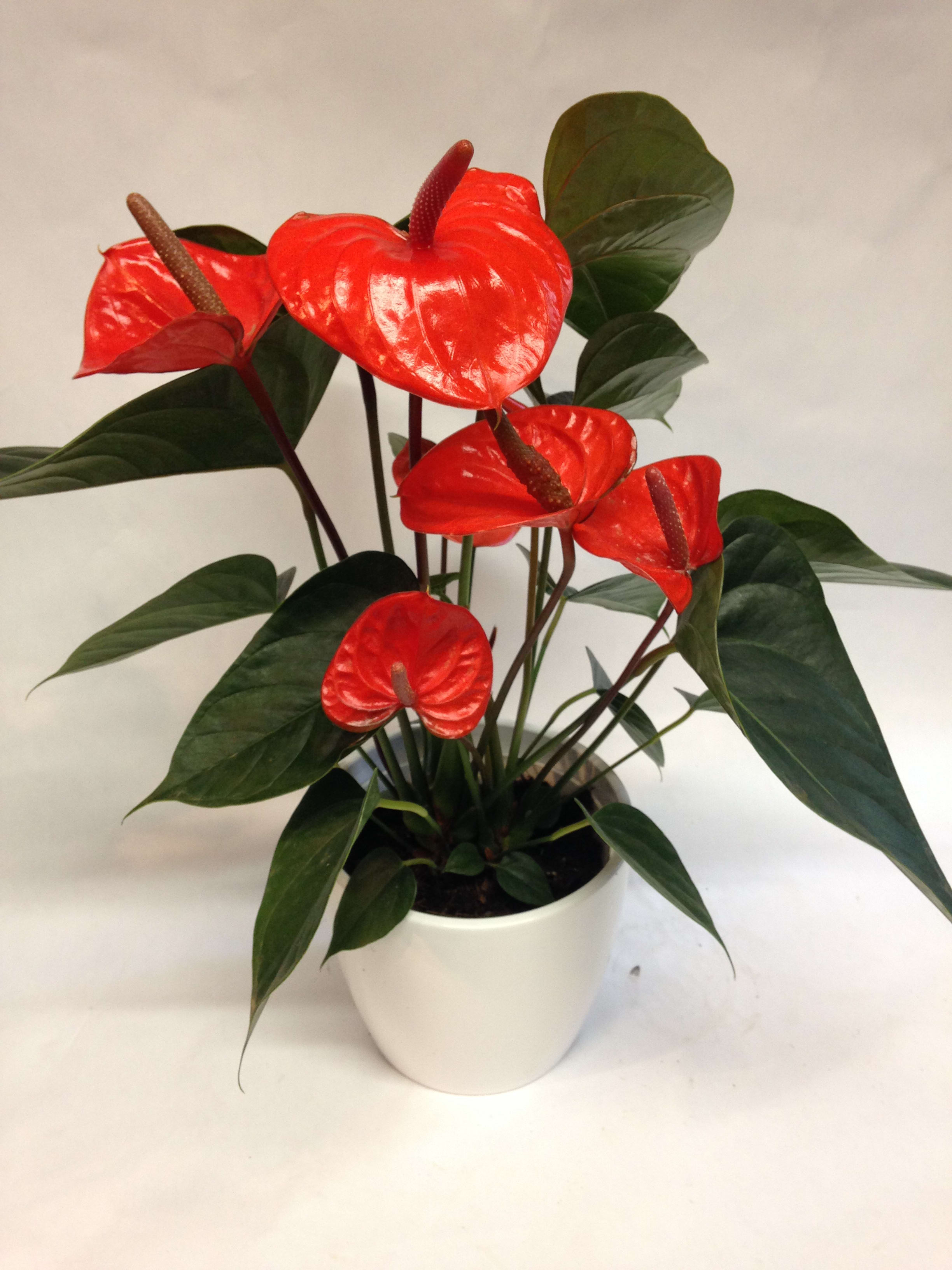 Red anthurium plant in a white pot