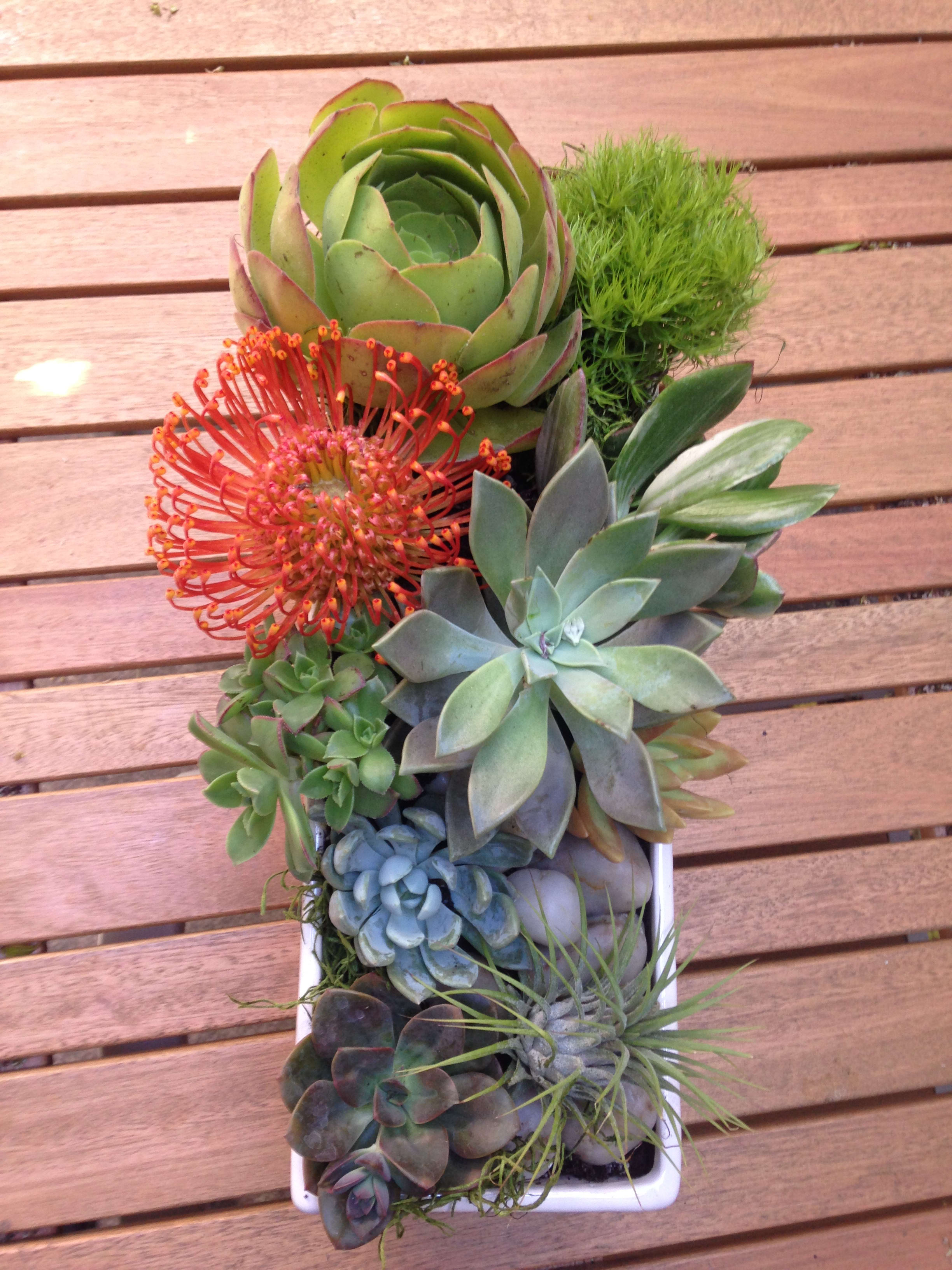 Succulent arrangement in a white rectangular planter with one orange flower