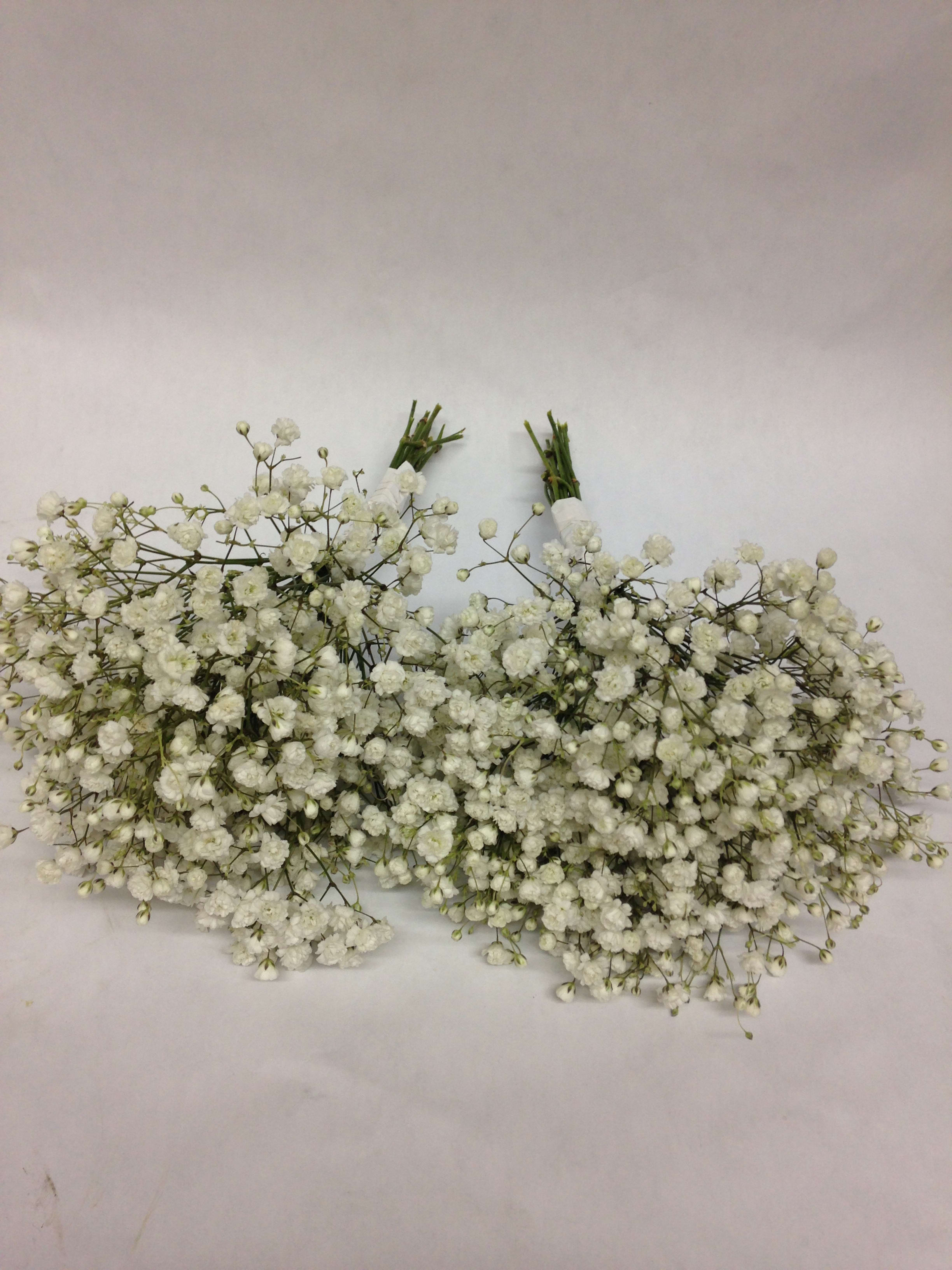Two bunches of white baby's breath flowers on a plain background