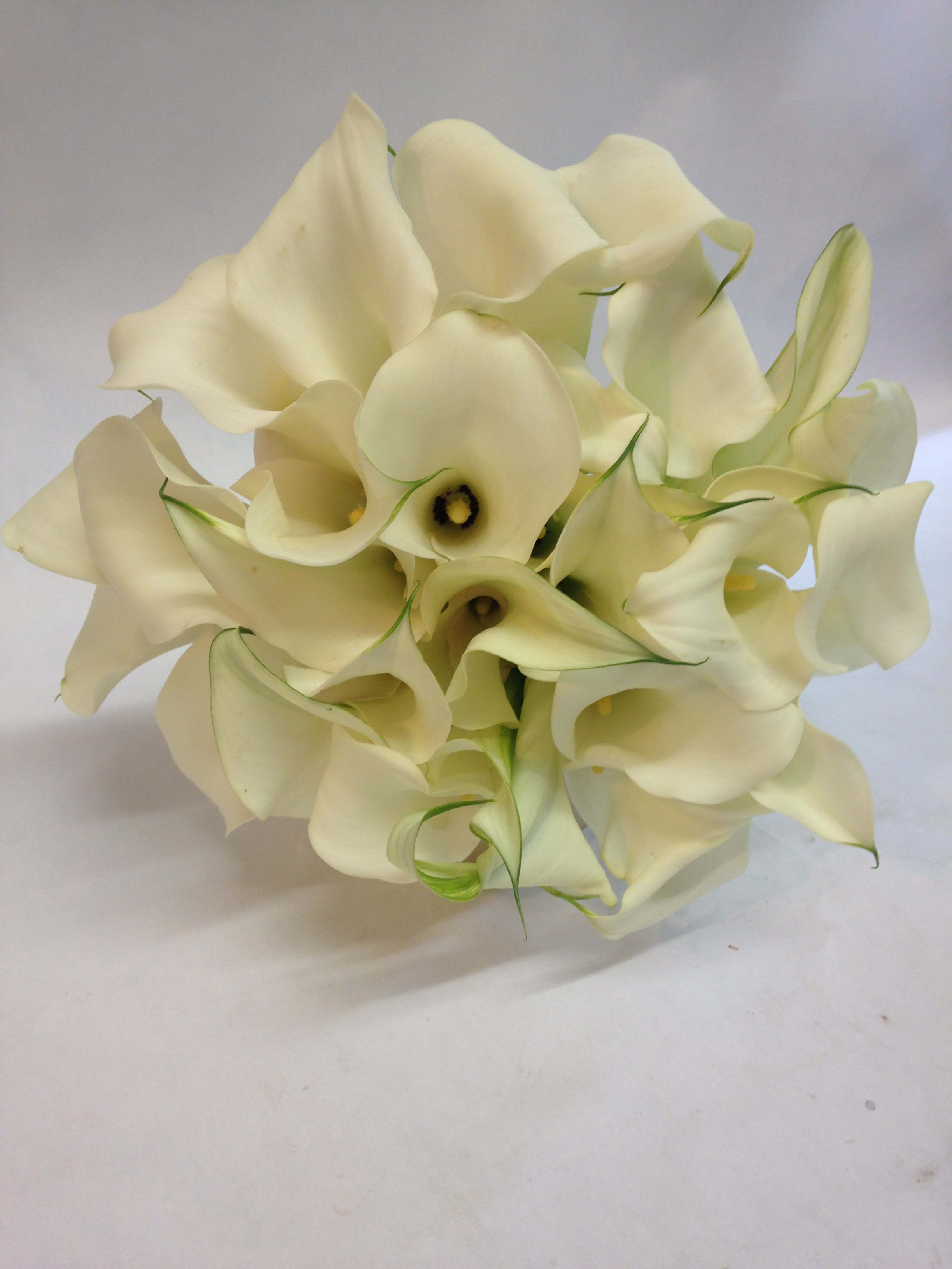 Bouquet of white calla lilies on a plain background