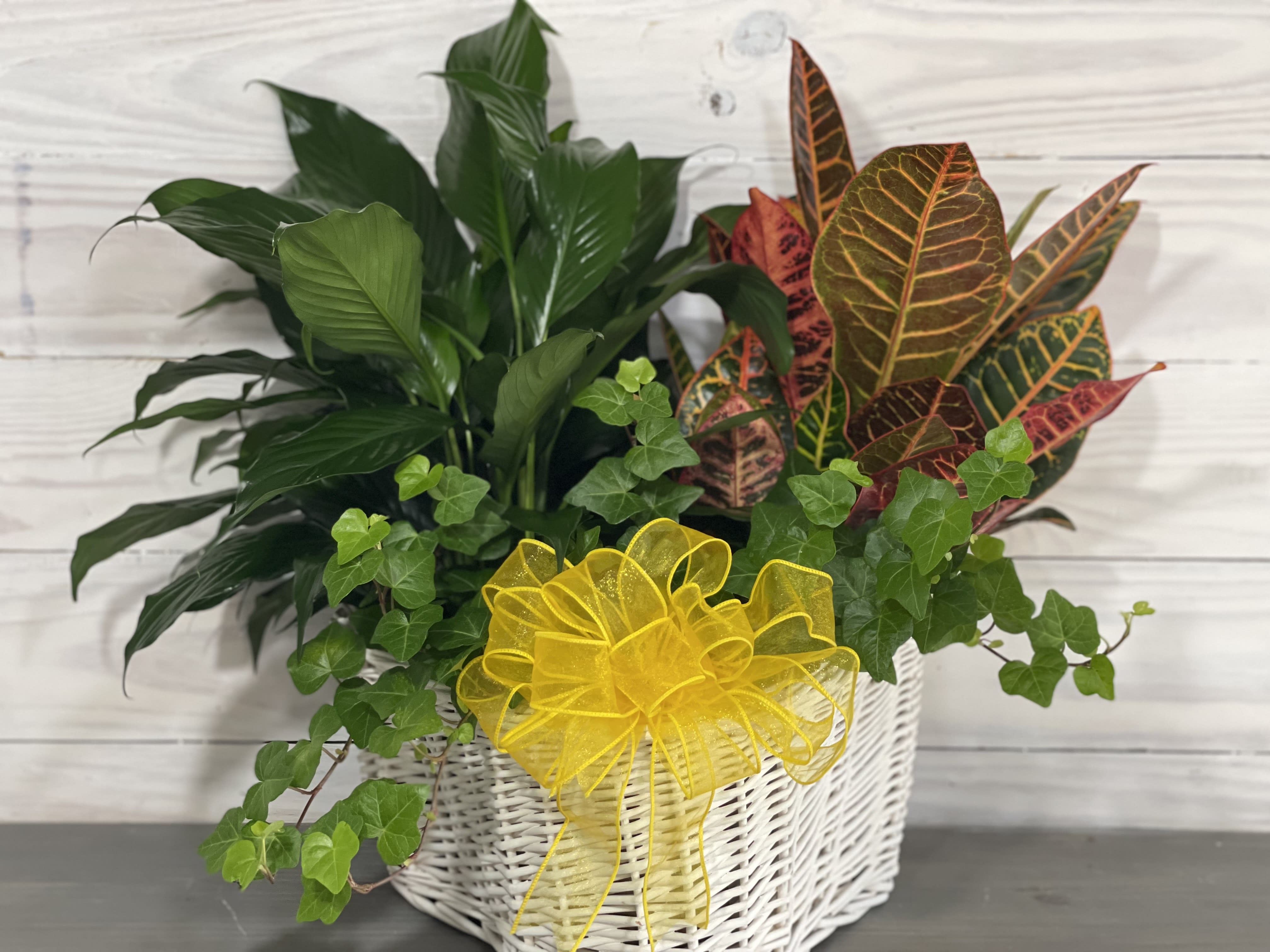 Potted green plants in a white wicker basket with a yellow bow