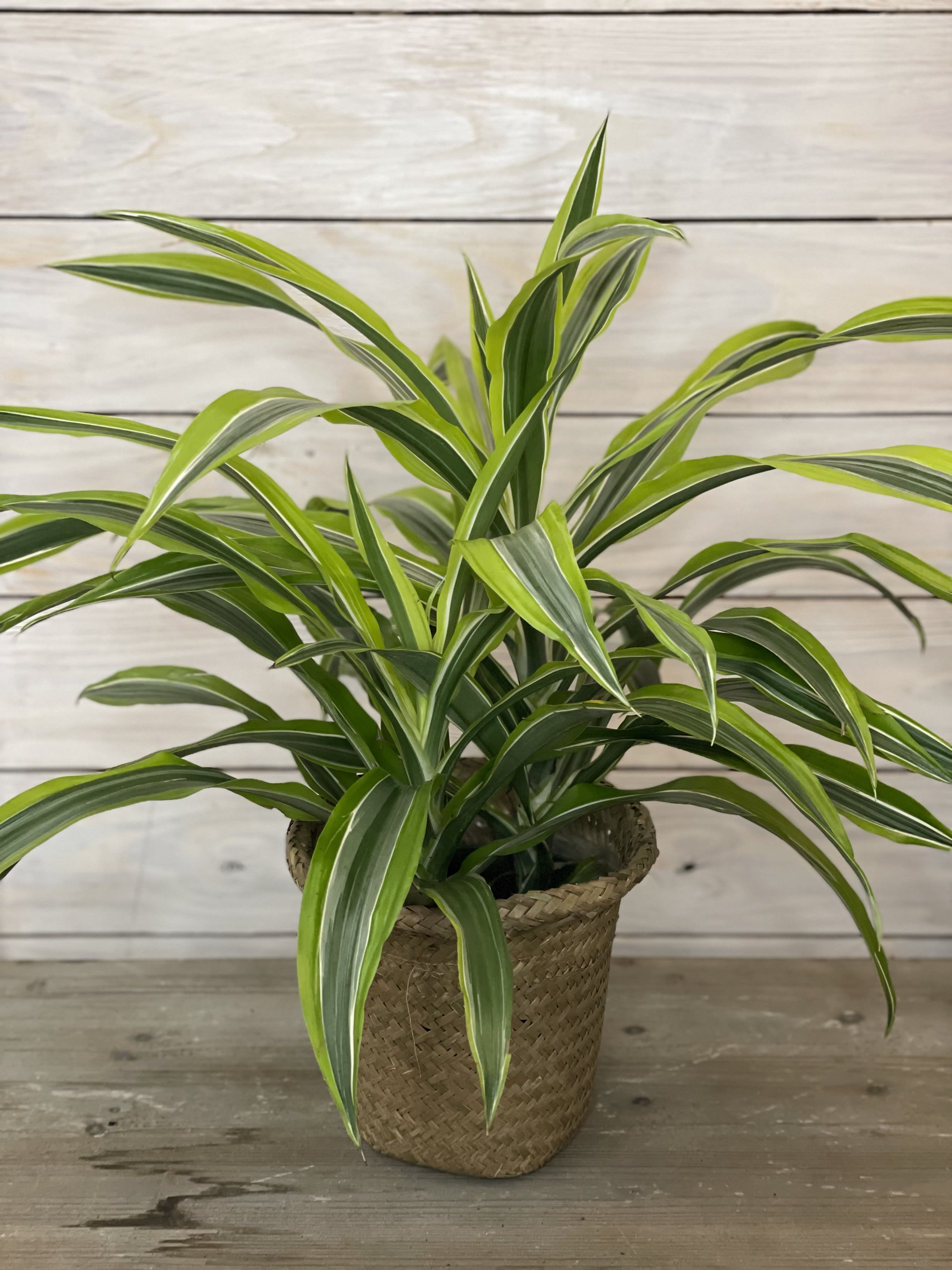 Potted variegated green houseplant in a woven basket