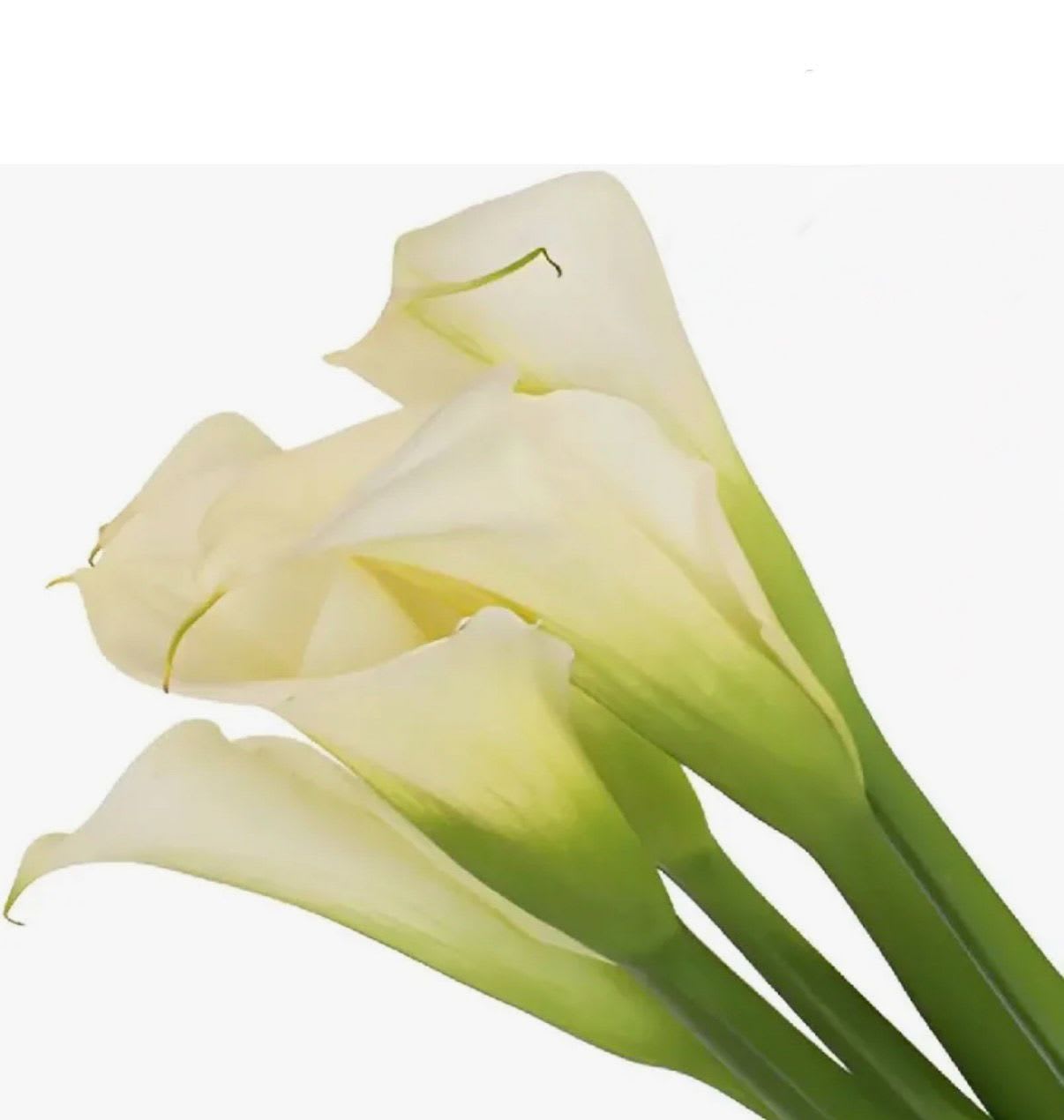 calla lily -  elegant white calla lilies lend a calm, refined touch perfect for a wedding bouquet accent, sympathy tribute, or any occasion calling for understated elegance. The long, sculptural blooms convey quiet grace so the person you're honoring will feel seen and comforted without fuss.  Each stem features a soft ivory spathe with pale green shading near the throat and along the straight green stem, presented as a simple trio arranged diagonally for a minimal, formal look. The clean lines and smooth texture of the calla lily make it ideal as a single-stem gift, boutonniere, or paired with greenery and a slim vase to preserve the arrangement's serene silhouette.  Choose these calla lilies when you want a timeless, sophisticated accent-whether for a wedding, memorial, or thoughtful bedside bouquet. Care tip: keep stems in fresh water, recut ends at an angle, and place away from direct heat to maintain crisp, long-lasting blooms.