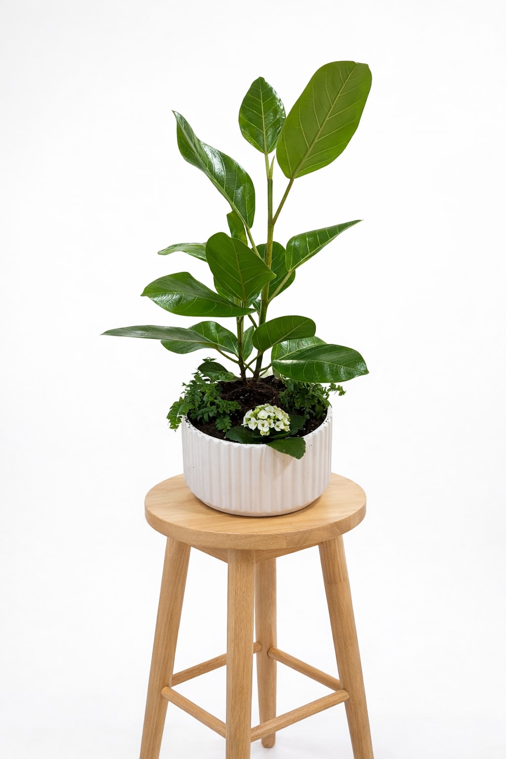 Potted green plant in a white ribbed ceramic pot on a wooden stool