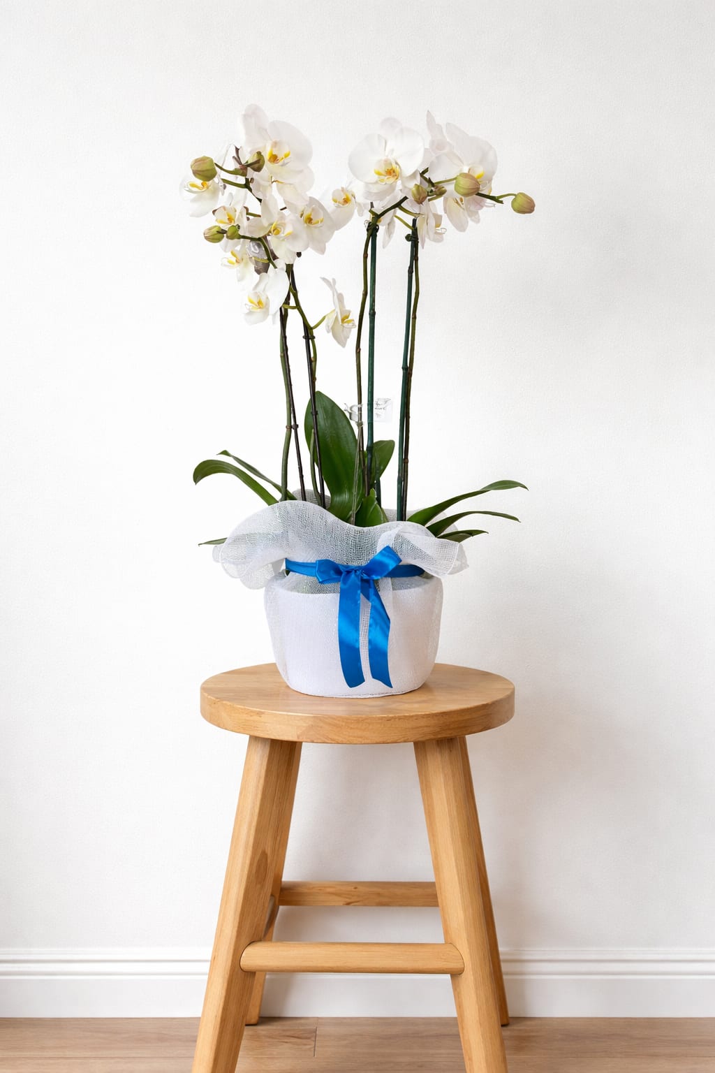 White orchid plant in a white pot with a blue ribbon