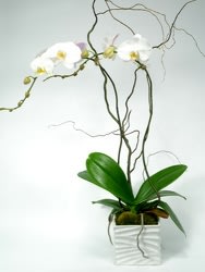 White orchid plant in a white square pot