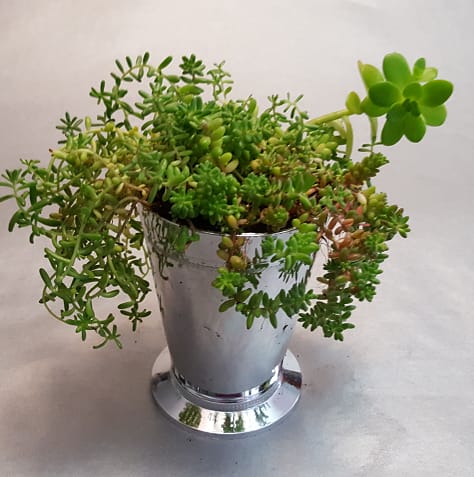 Potted succulent arrangement in a silver metal container