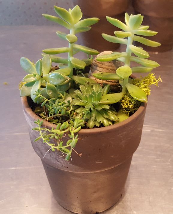 Potted succulent arrangement in a brown container