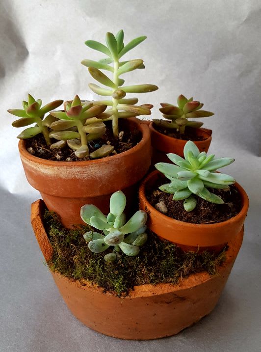 Cluster of small succulents in terracotta pots on a tray