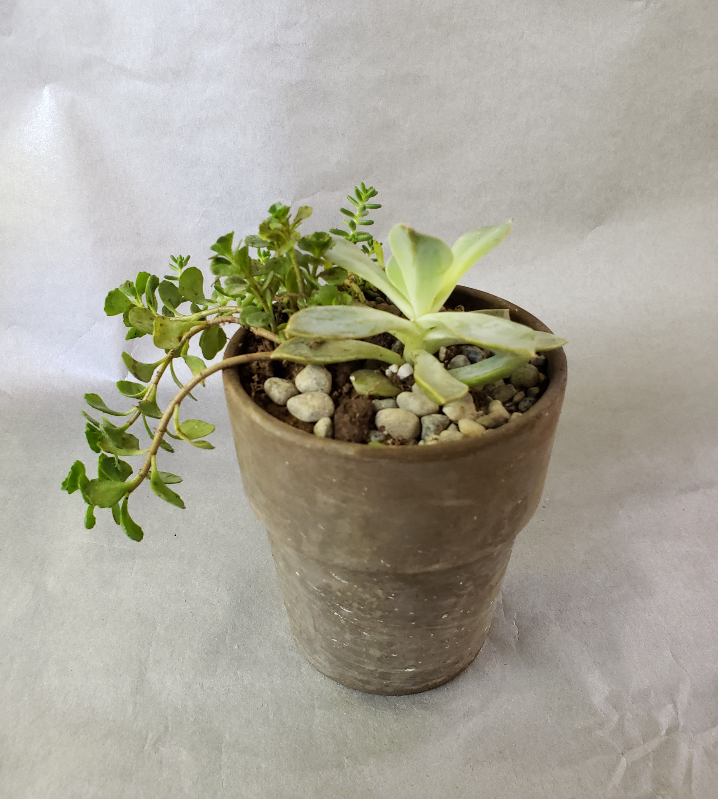 Small succulent arrangement in a brown pot with pebbles