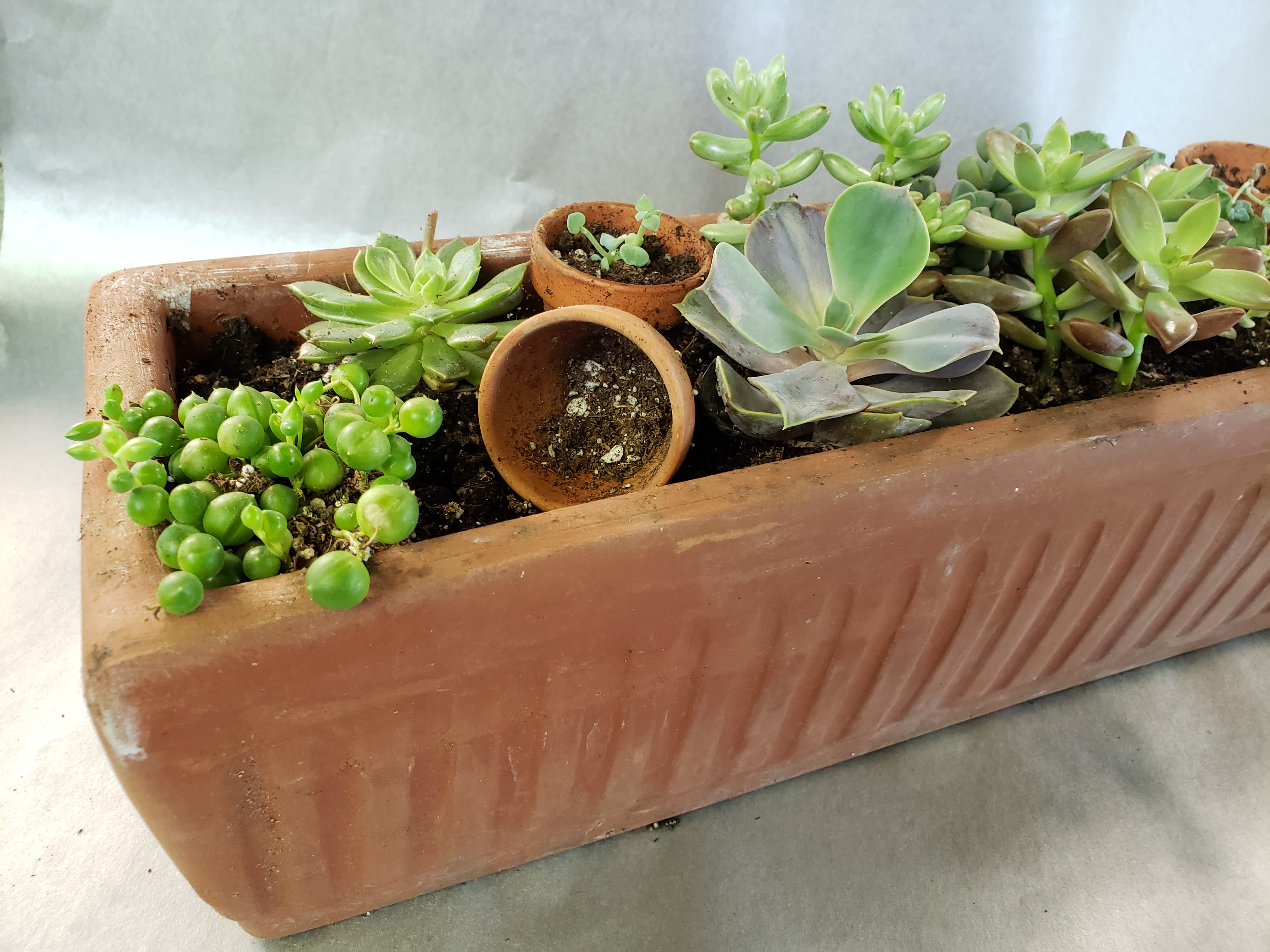 Rectangular terracotta planter with assorted succulents and small empty pots