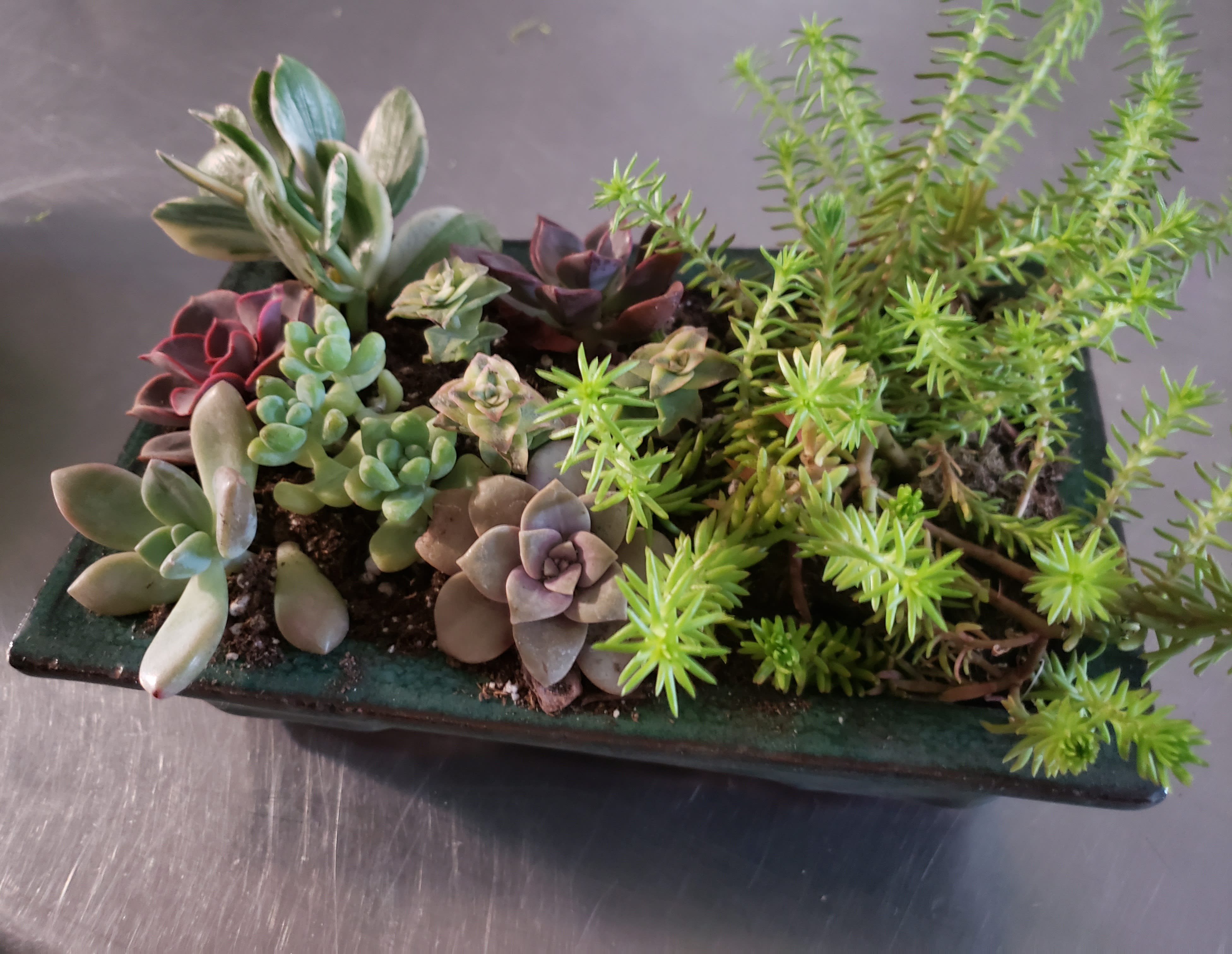 Succulent arrangement in a rectangular planter with mixed rosettes and trailing greenery