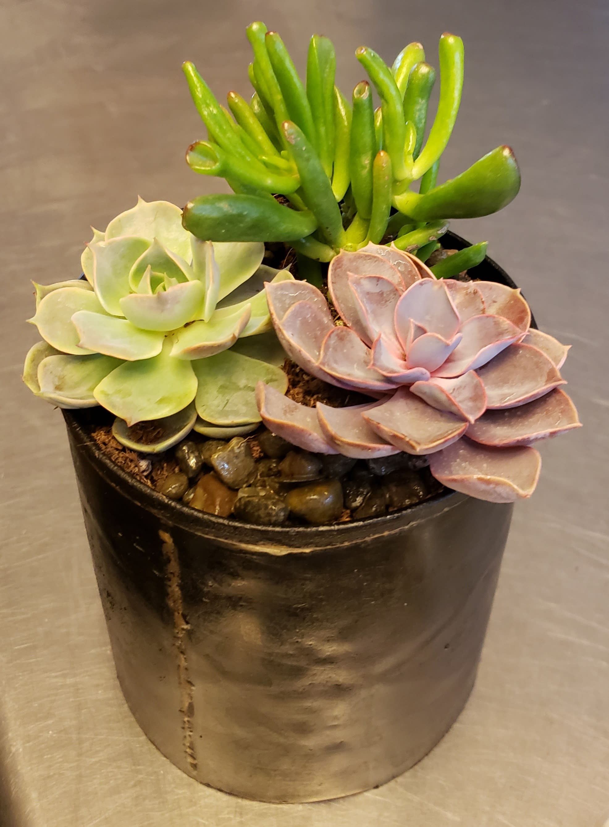 Small potted succulent arrangement with three rosette succulents in a black container