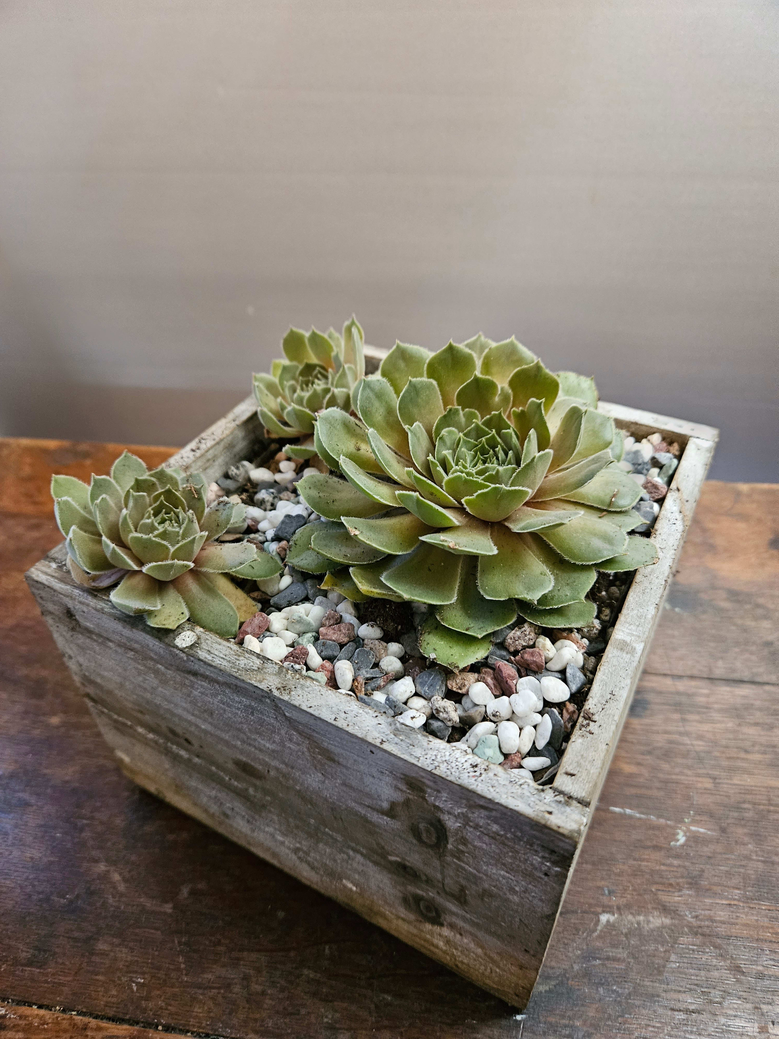 Succulent arrangement in a square wooden planter with pebbles