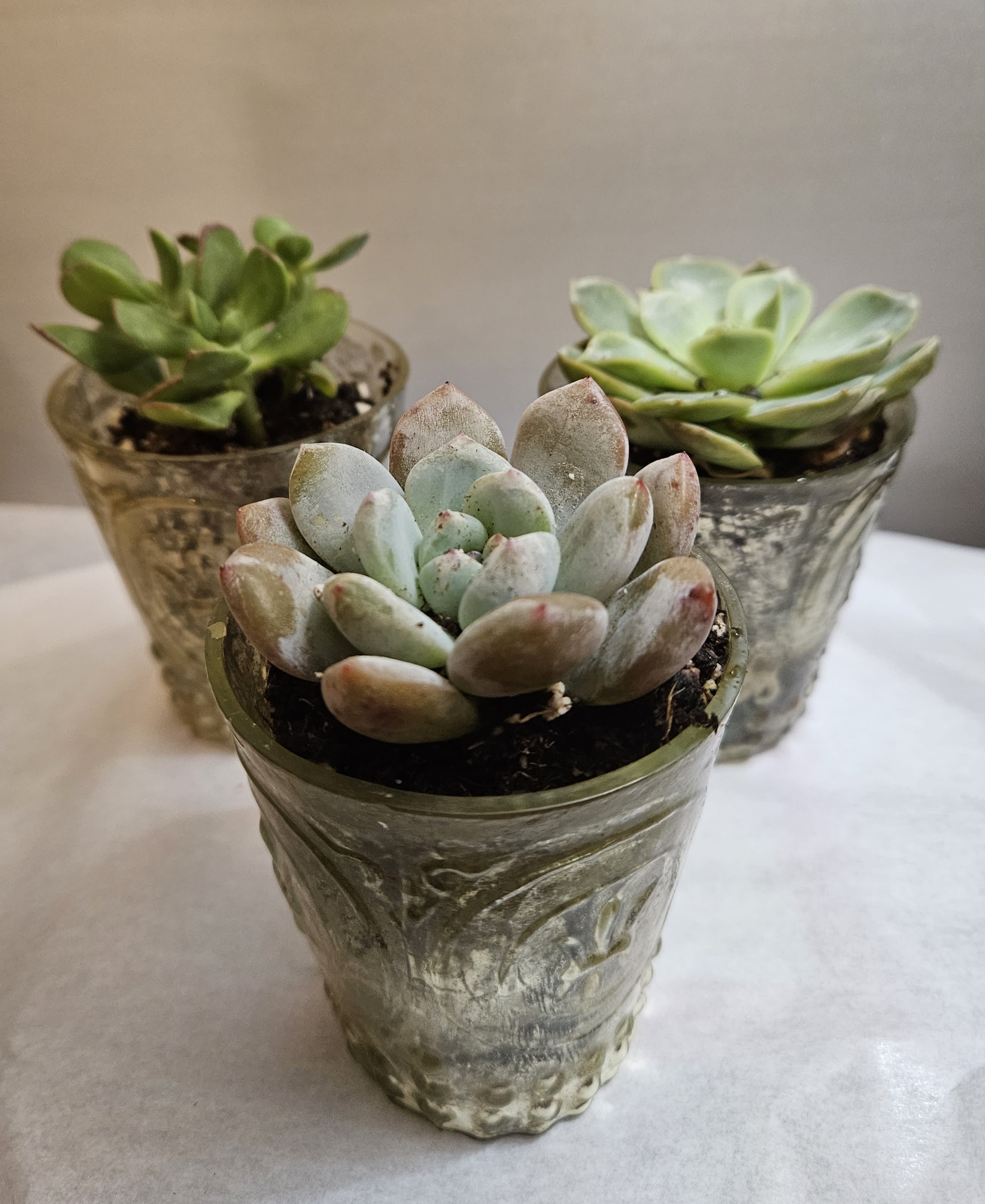 Three small succulent plants in textured glass pots