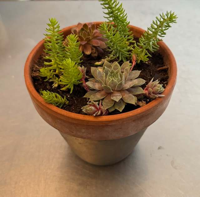 Potted succulent arrangement in a terracotta planter