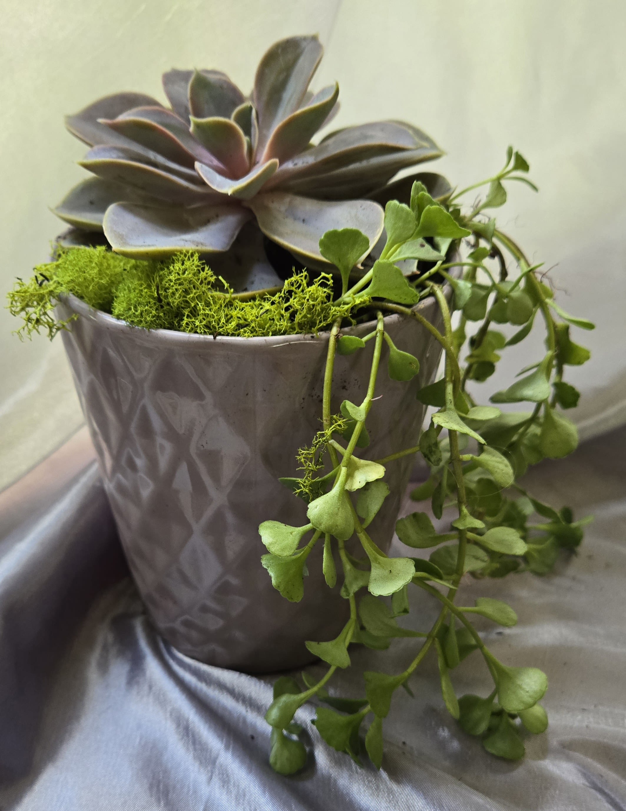Succulent arrangement in a patterned pot with trailing greenery
