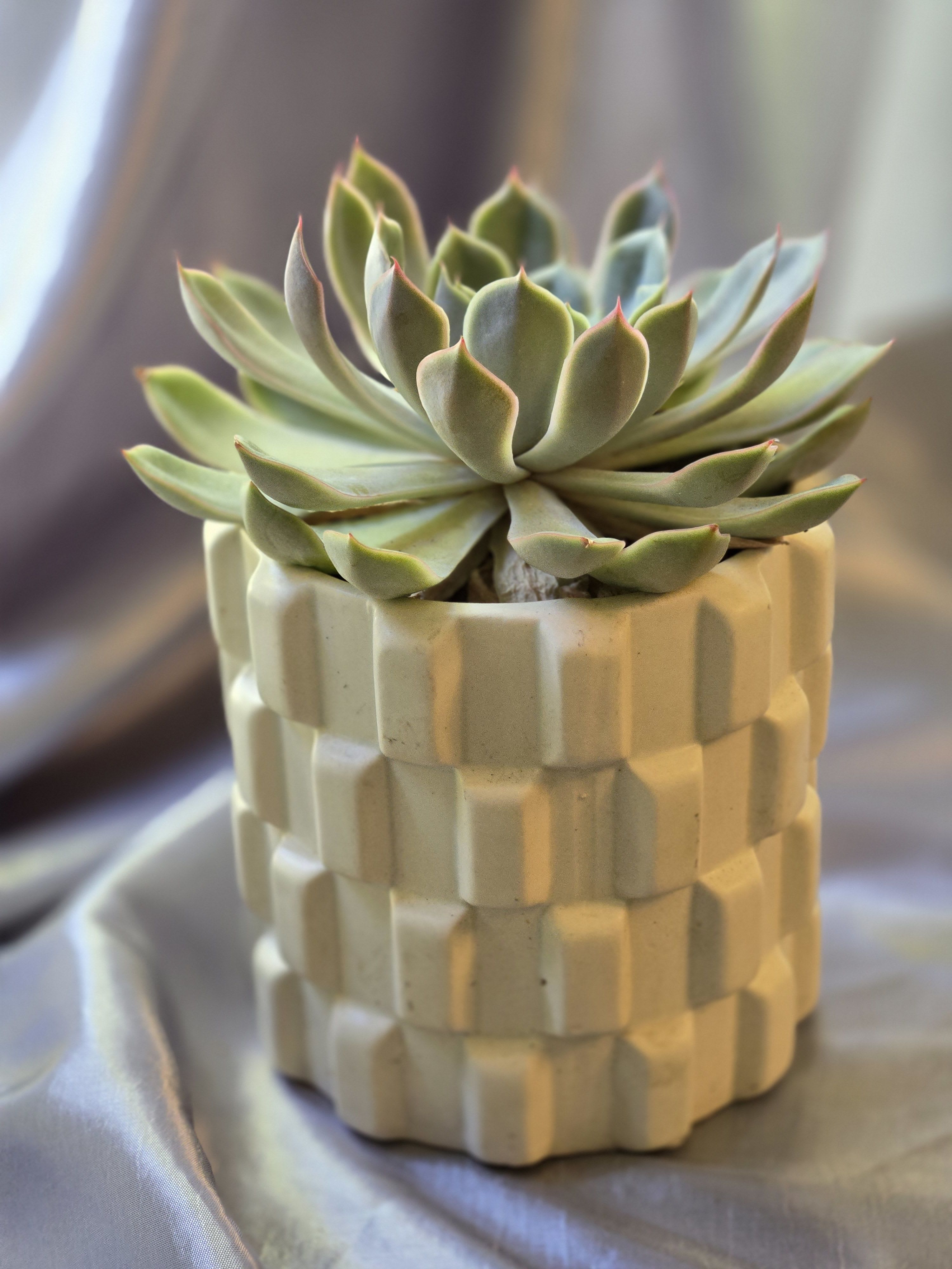 Succulent in a cream textured ceramic pot