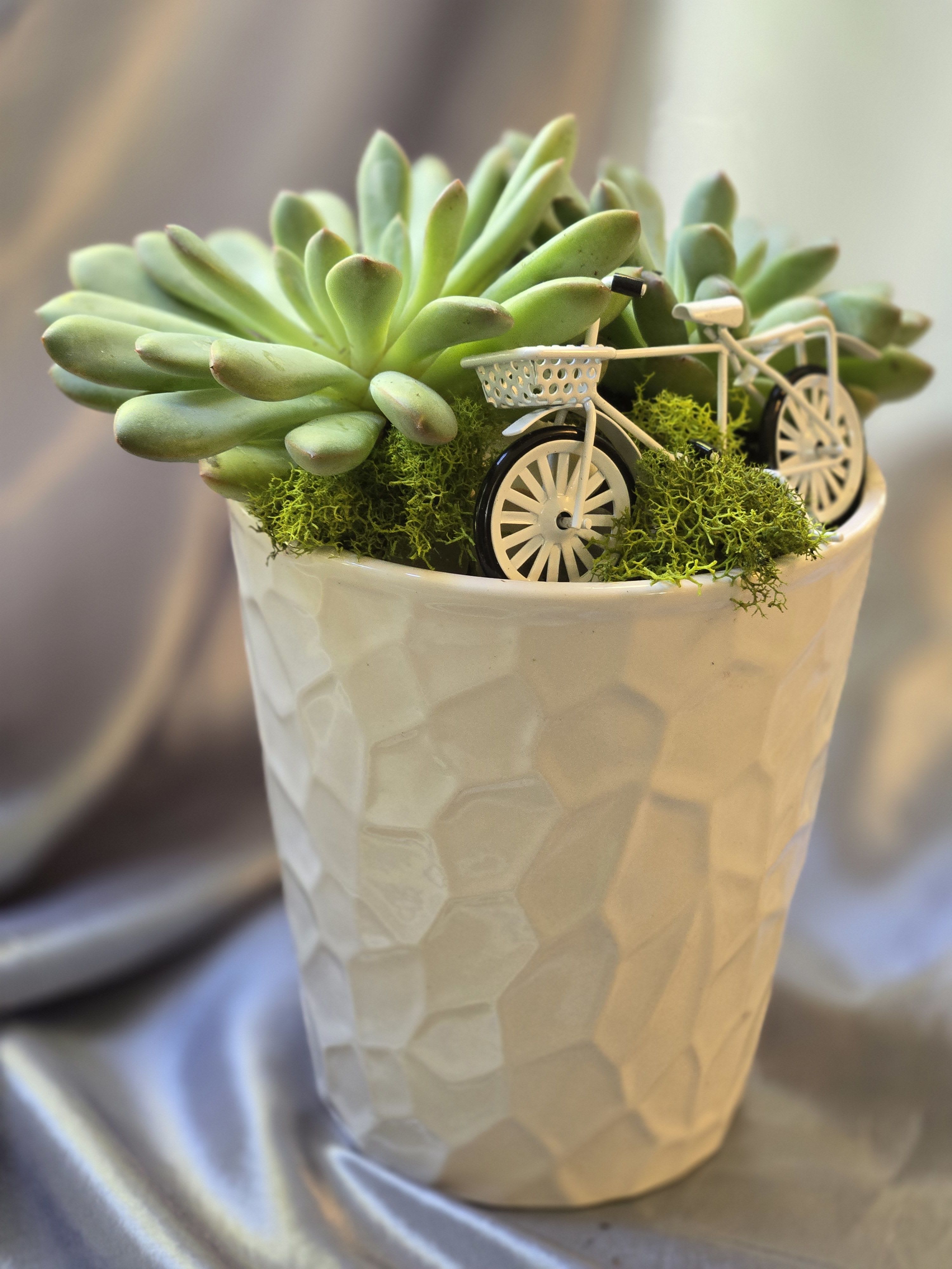Succulent arrangement in a white textured pot with miniature bicycles