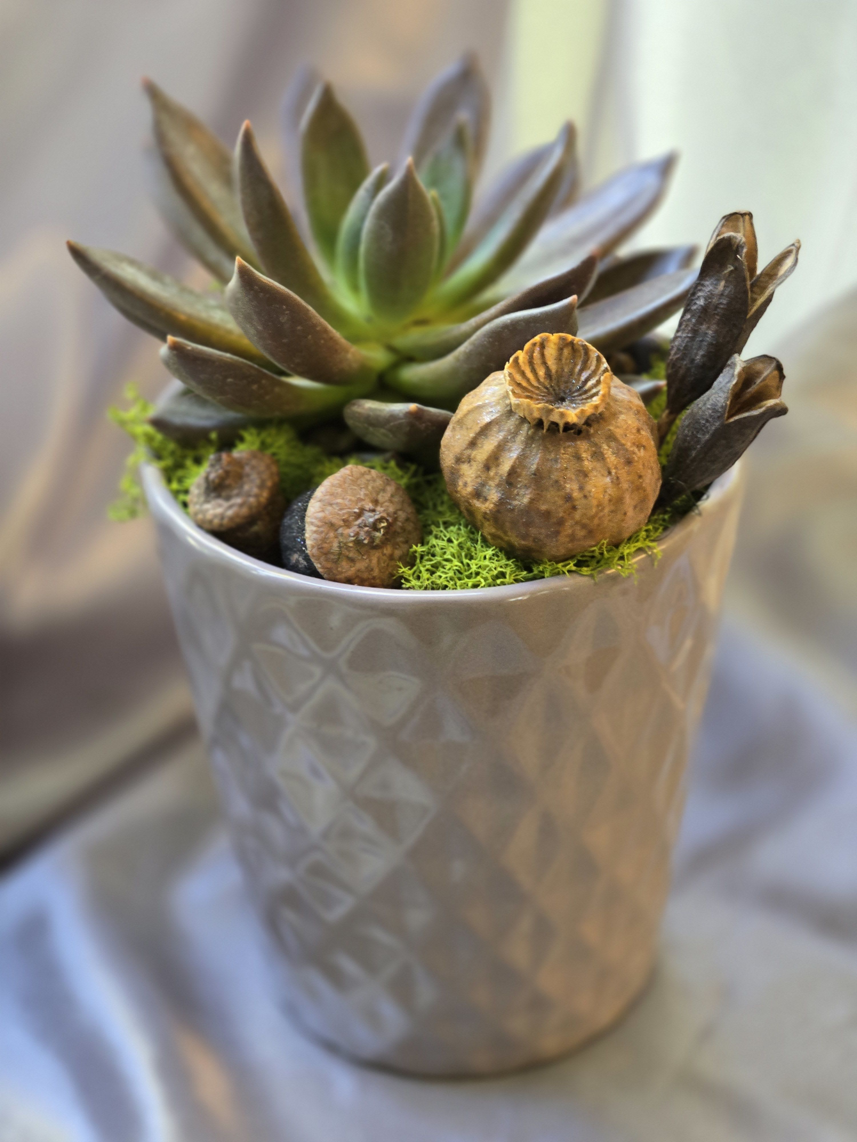 Succulent in a textured silver pot with dried seed pods and moss