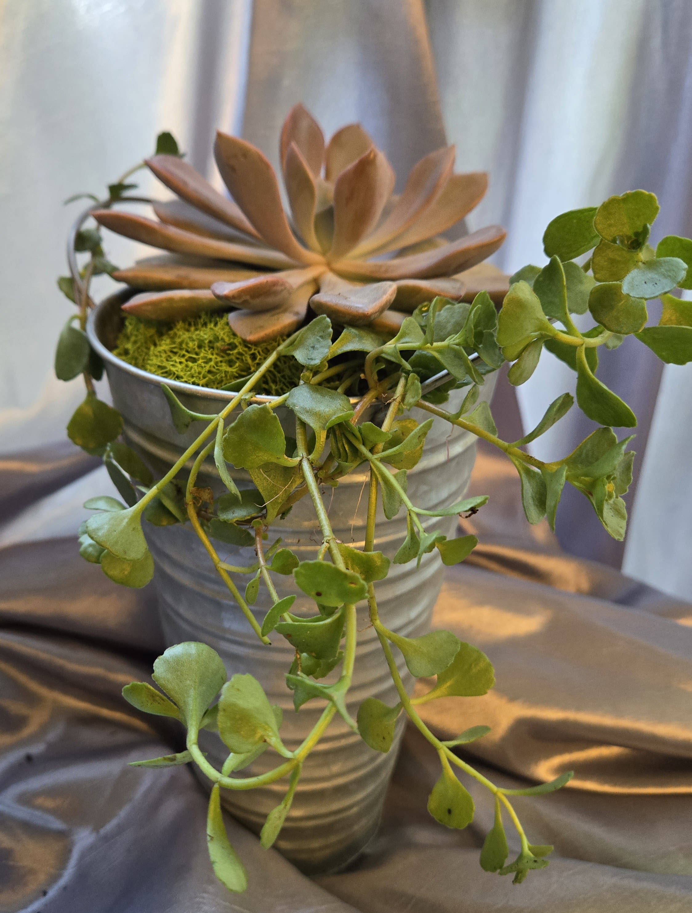 Potted succulent arrangement in a ribbed metal container with trailing vines