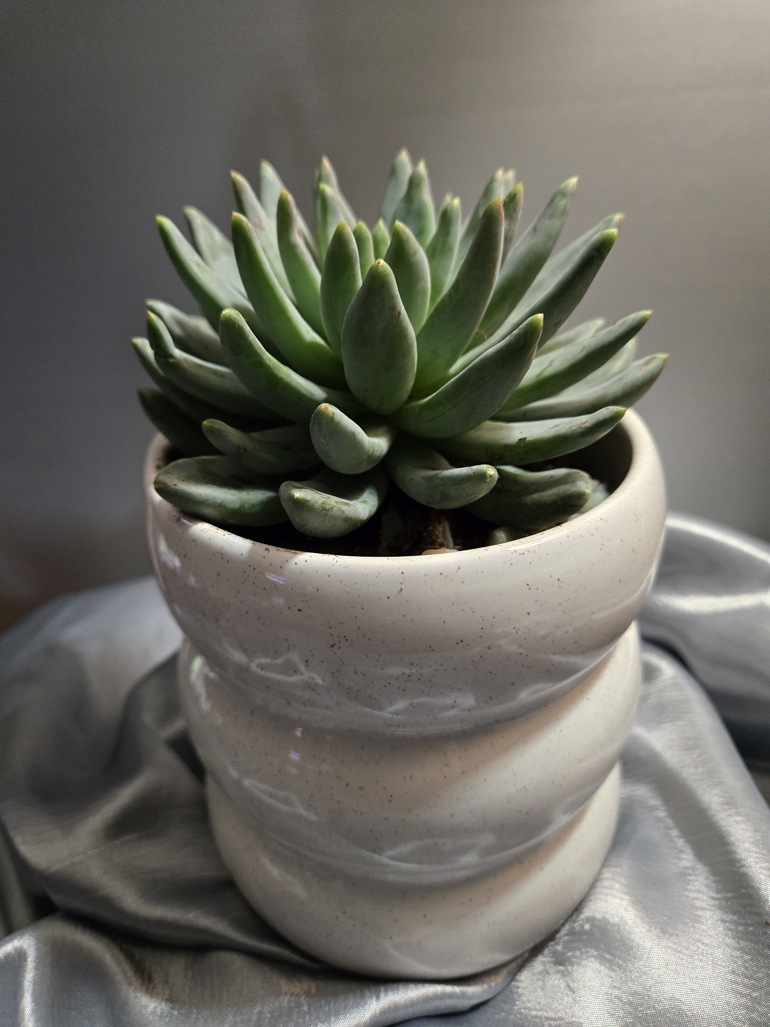 Green succulent in a white ceramic pot