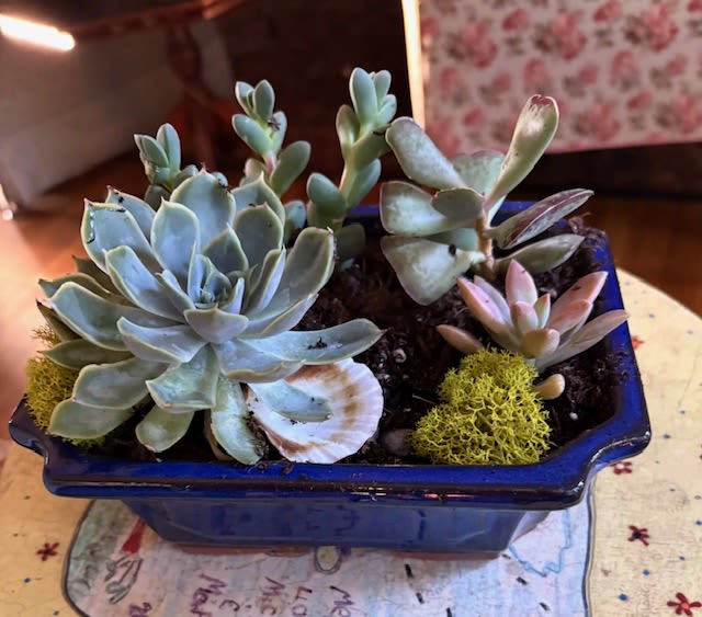 Succulent arrangement in a blue ceramic planter with shells and moss