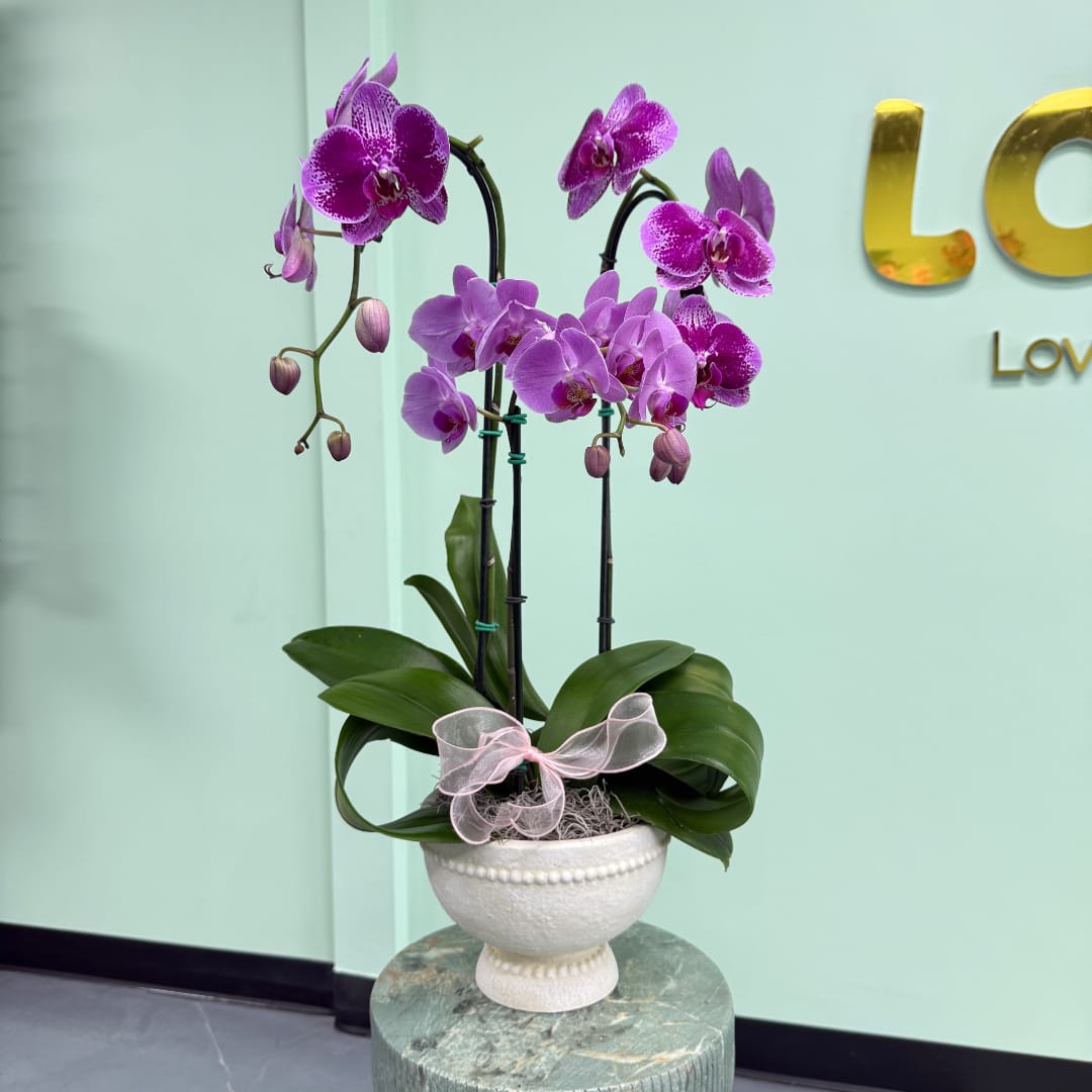 Purple orchids arranged in a white pedestal pot with a pink ribbon