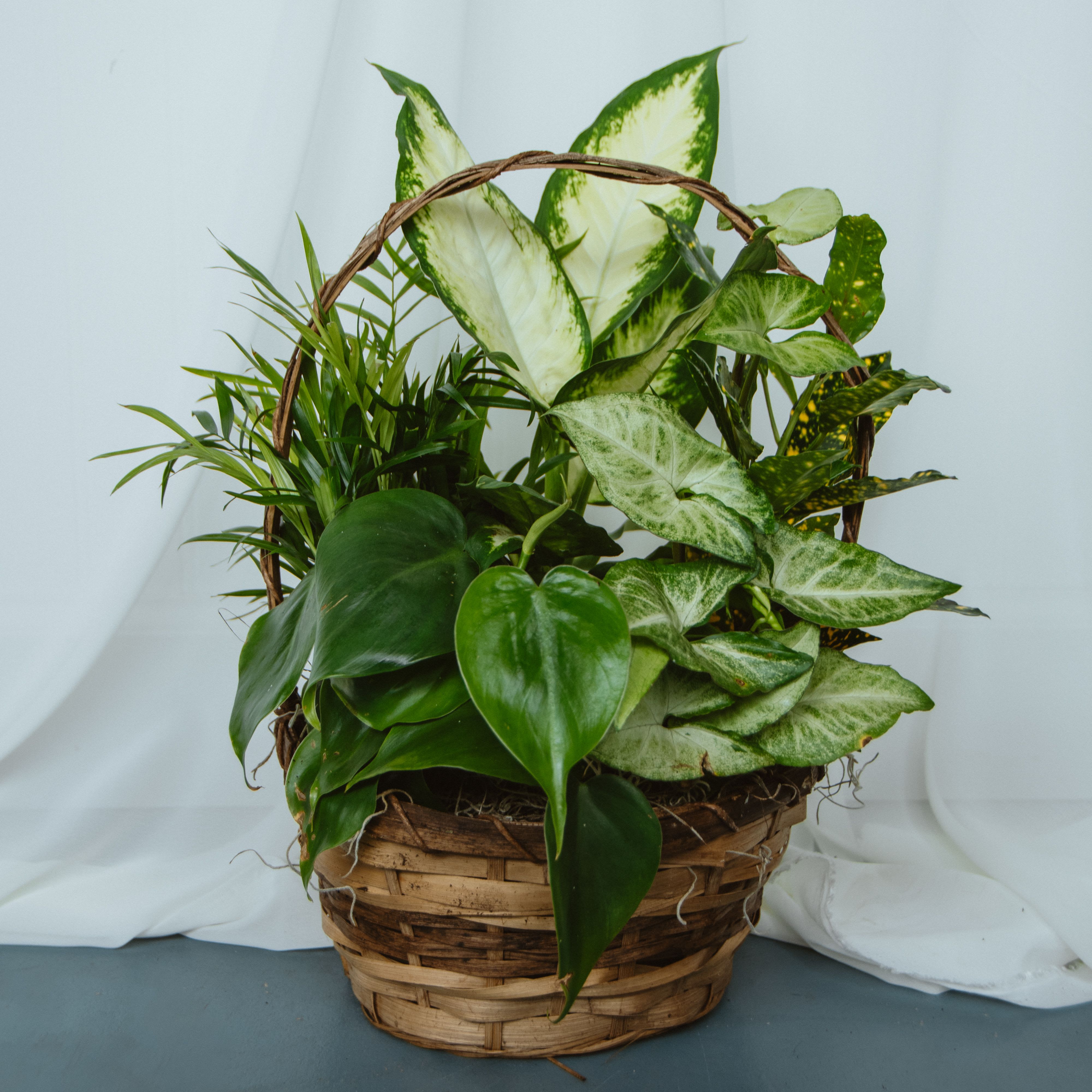 Basket Garden 8in - Assorted Plants in an 8in Basket.   Plant types as basket color/design may vary. 