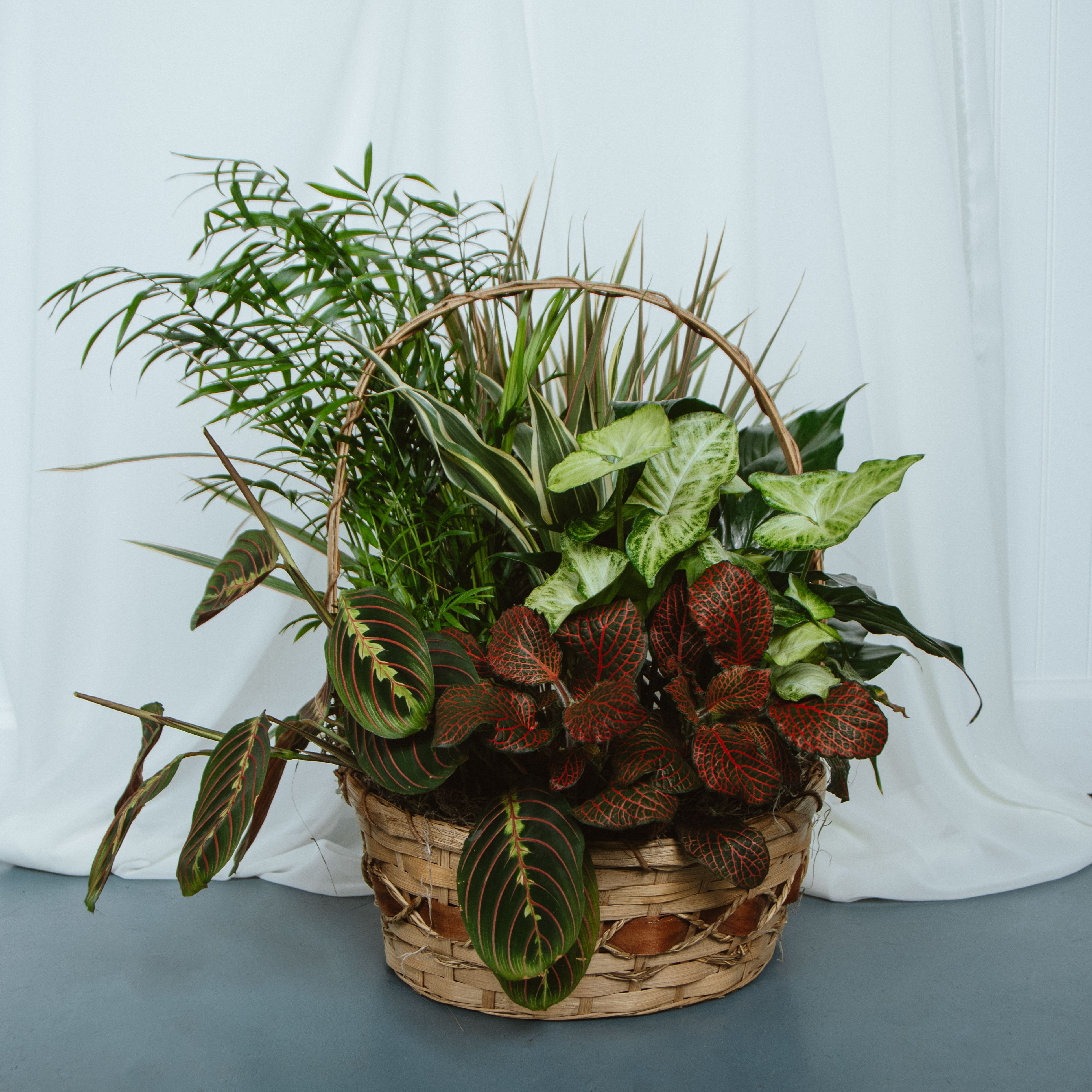 Basket Garden 12in - Assorted plants in a 12in basket    Plant types as basket color/design may vary.