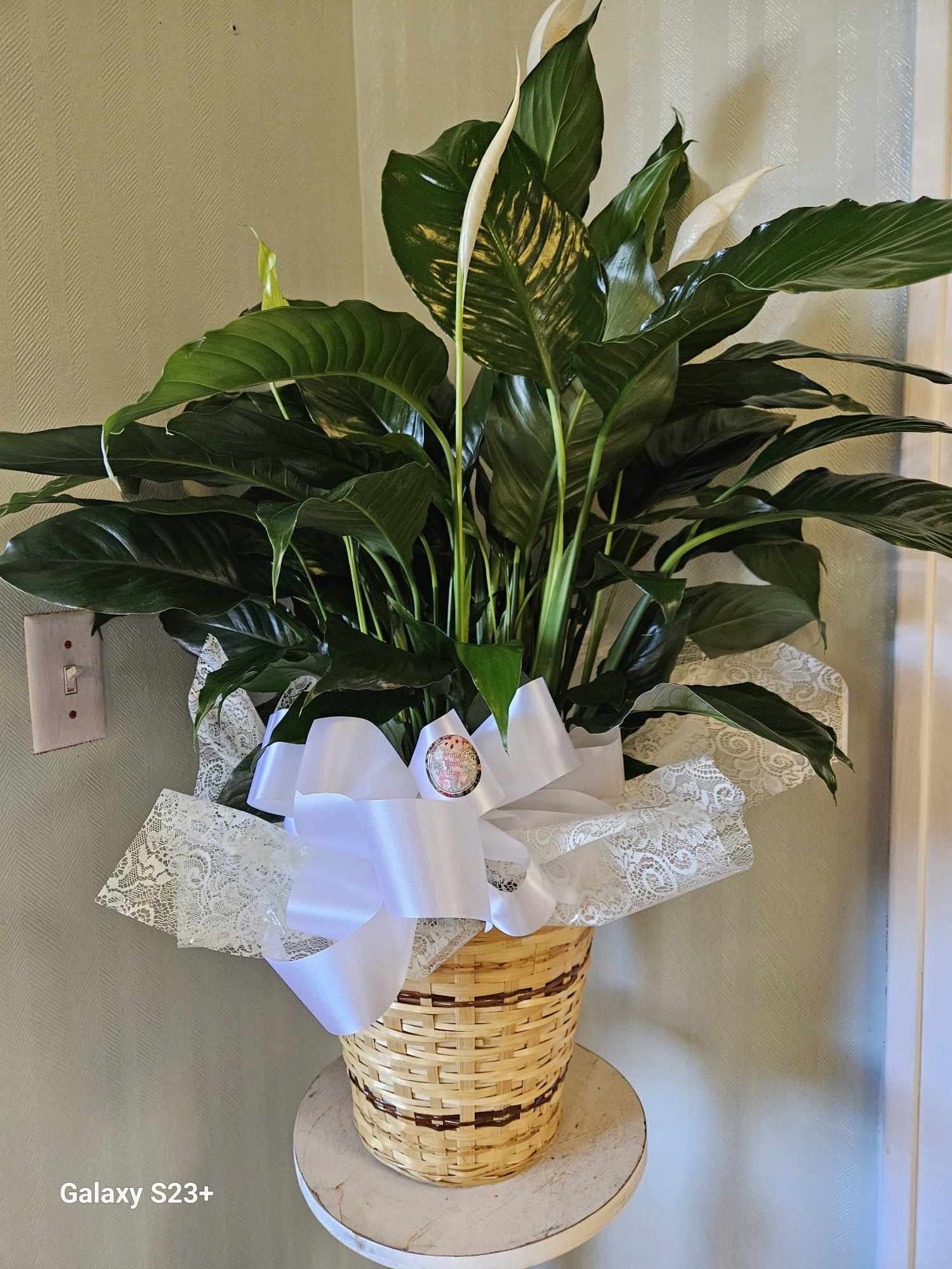 Potted peace lily in a woven basket with a white ribbon