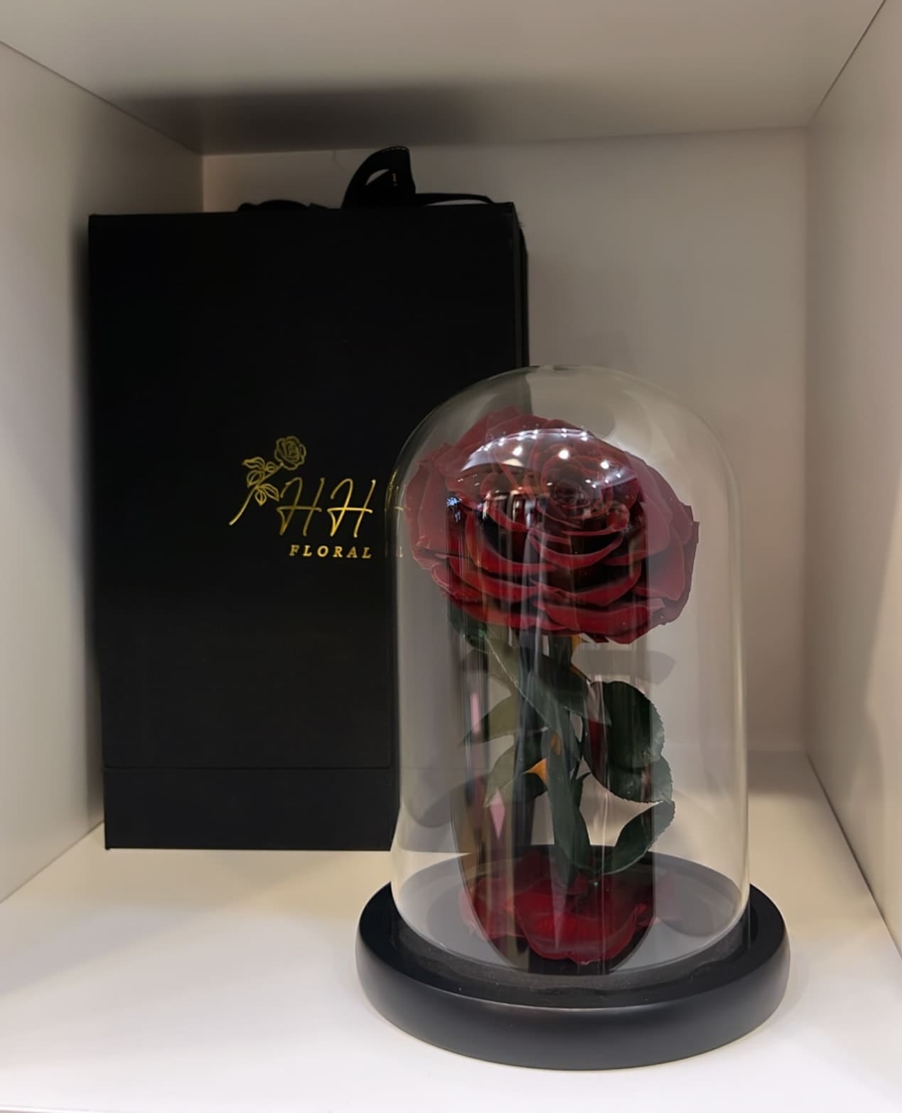 Single red rose under a clear dome with a black gift box behind it