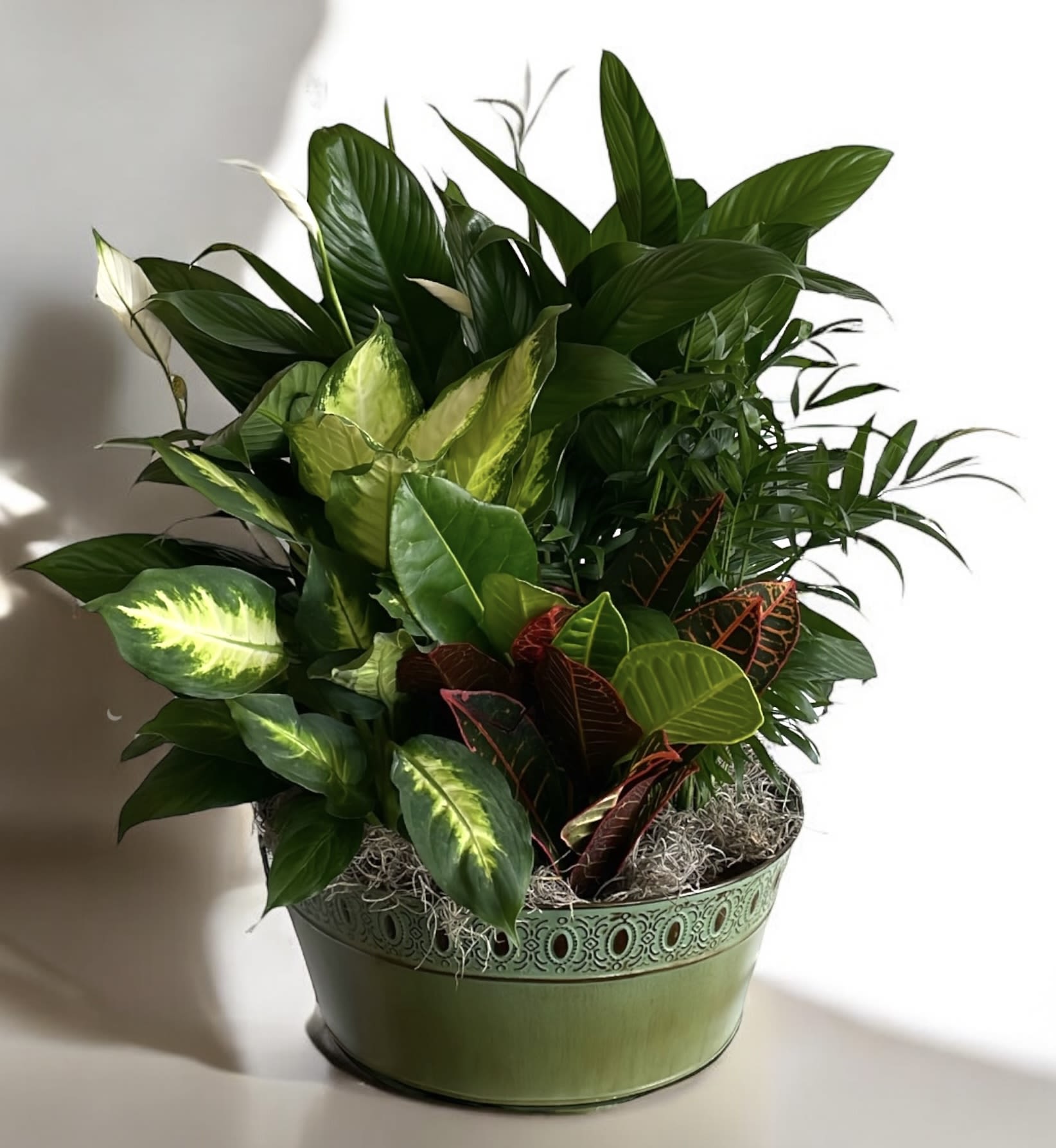 Mixed potted tropical foliage arrangement in a decorative green container