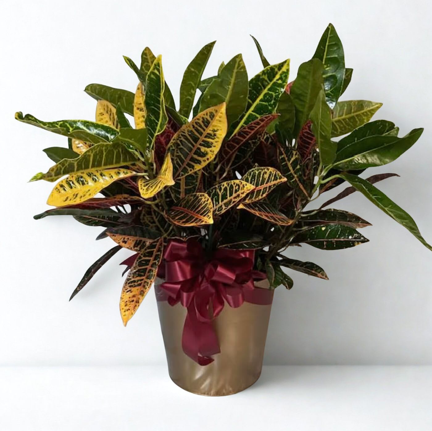 Potted croton plant with multicolored leaves and a burgundy ribbon