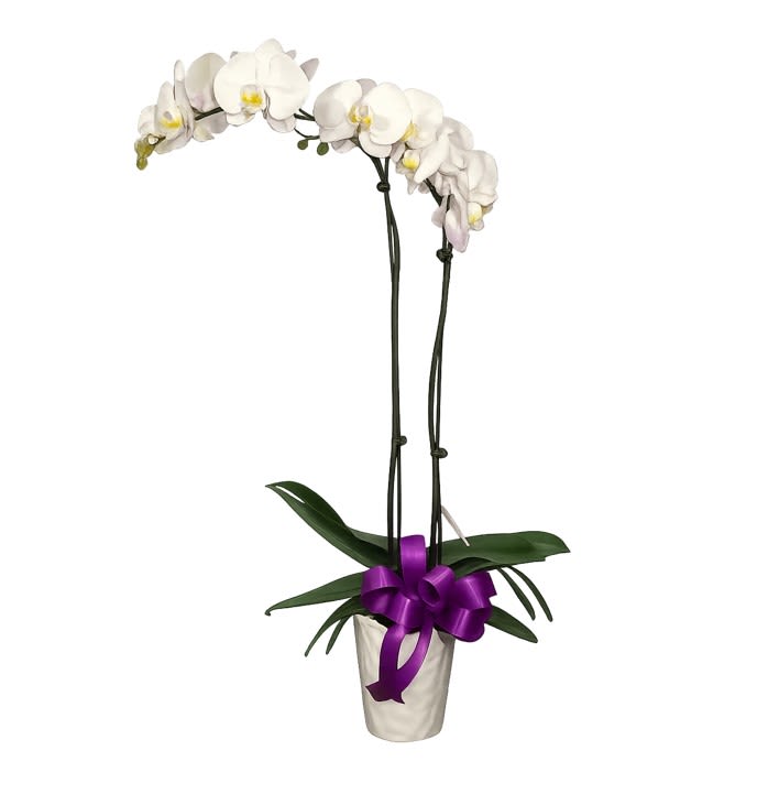 White Phalaenopsis Orchid Plant - Phalaenopsis orchids are our most popular potted plant for good reason. Their blooms can last two months or more, and with proper care, they can rebloom again and again. Orchids make a perfect gift for many occasions, including birthdays, weddings, and housewarmings. And they're pet friendly, too!   Approximately 27" tall.