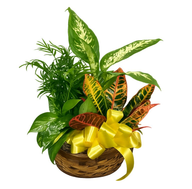 Serene Retreat - White is just right, especially when delivered in a field of green. This beautiful gift is a garden of delights. Perfectly at home inside a home or office, it's a great gift for all reasons and seasons.  A white hypoestes is joined by green dieffenbachia, spathipyhllum, ficus and Boston fern that's delivered in a beautiful plastic dish.  Approximately 14 1/2" W x 15" H  Orientation: All-Around  As Shown : T100-3A