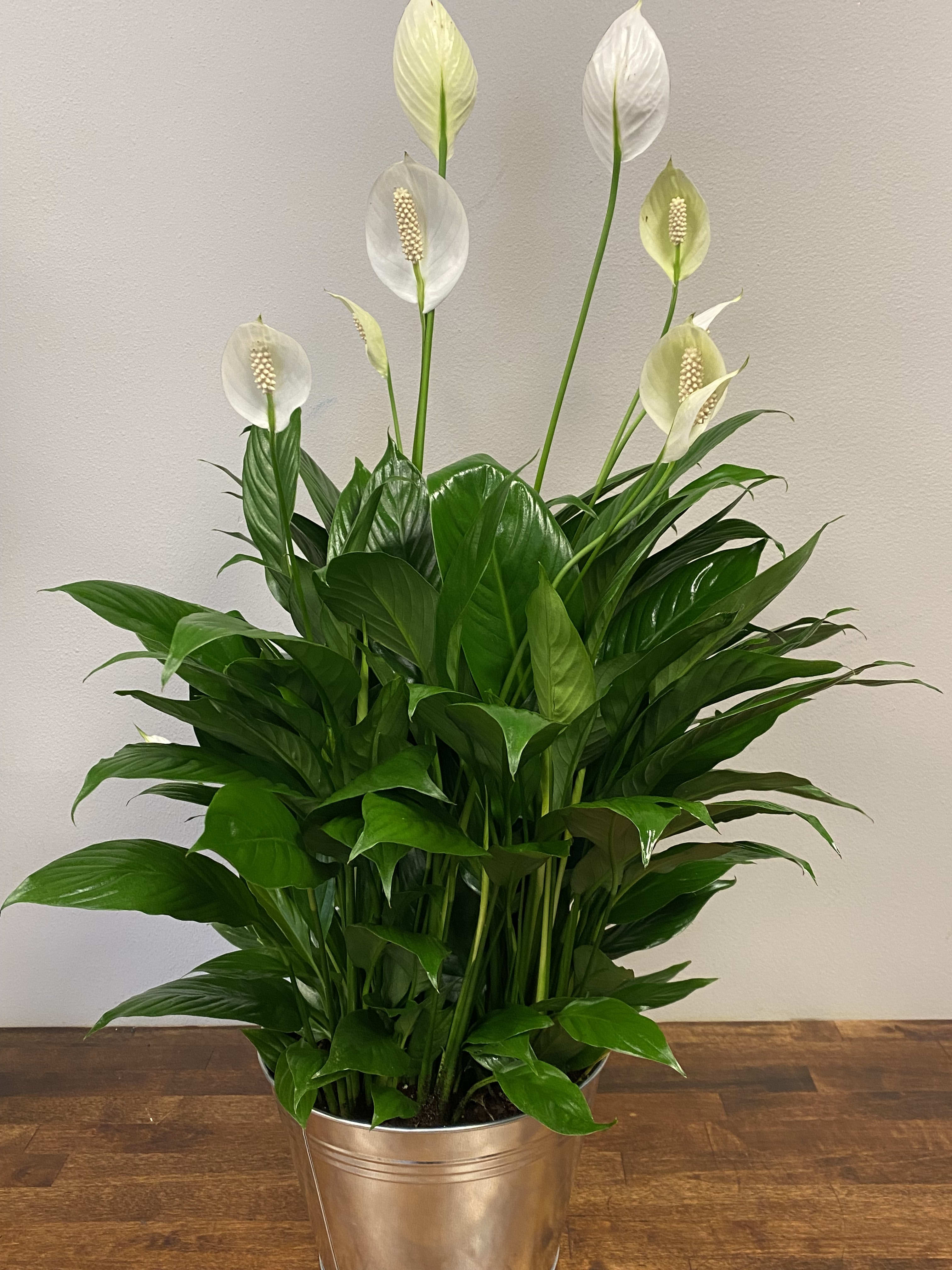 White peace lilies in a metal pot with dense green foliage
