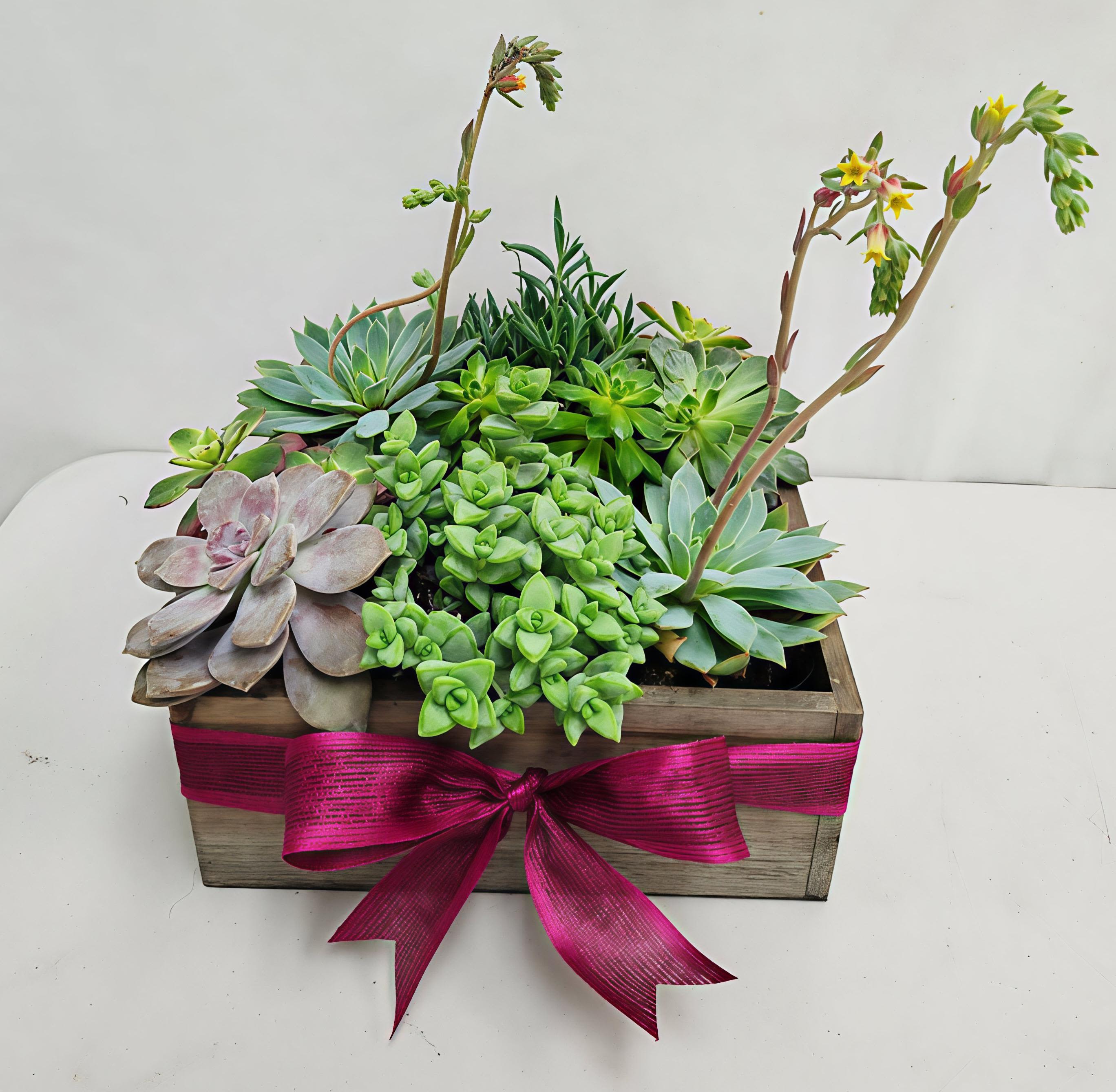 Succulent planter in a wooden box with pink ribbon and tall flowering stems