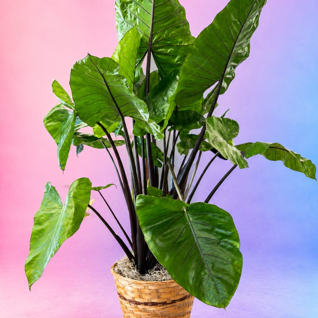 Potted plant with large glossy green leaves in a woven basket