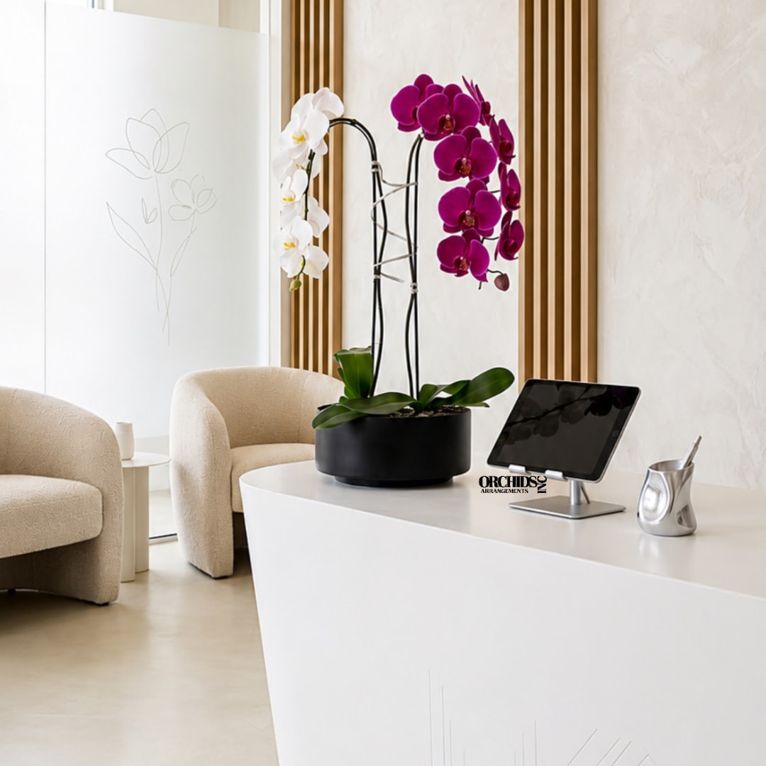 Potted orchid arrangement with white and magenta blooms on a desk