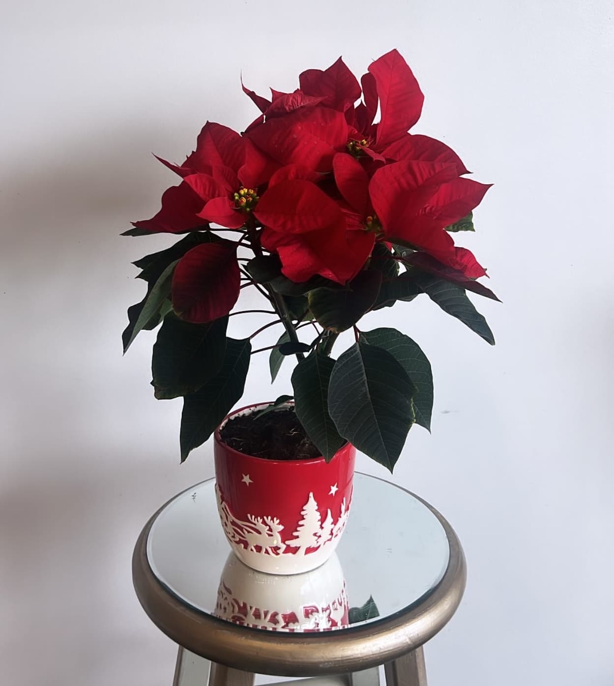 Potted red poinsettia in a festive holiday container