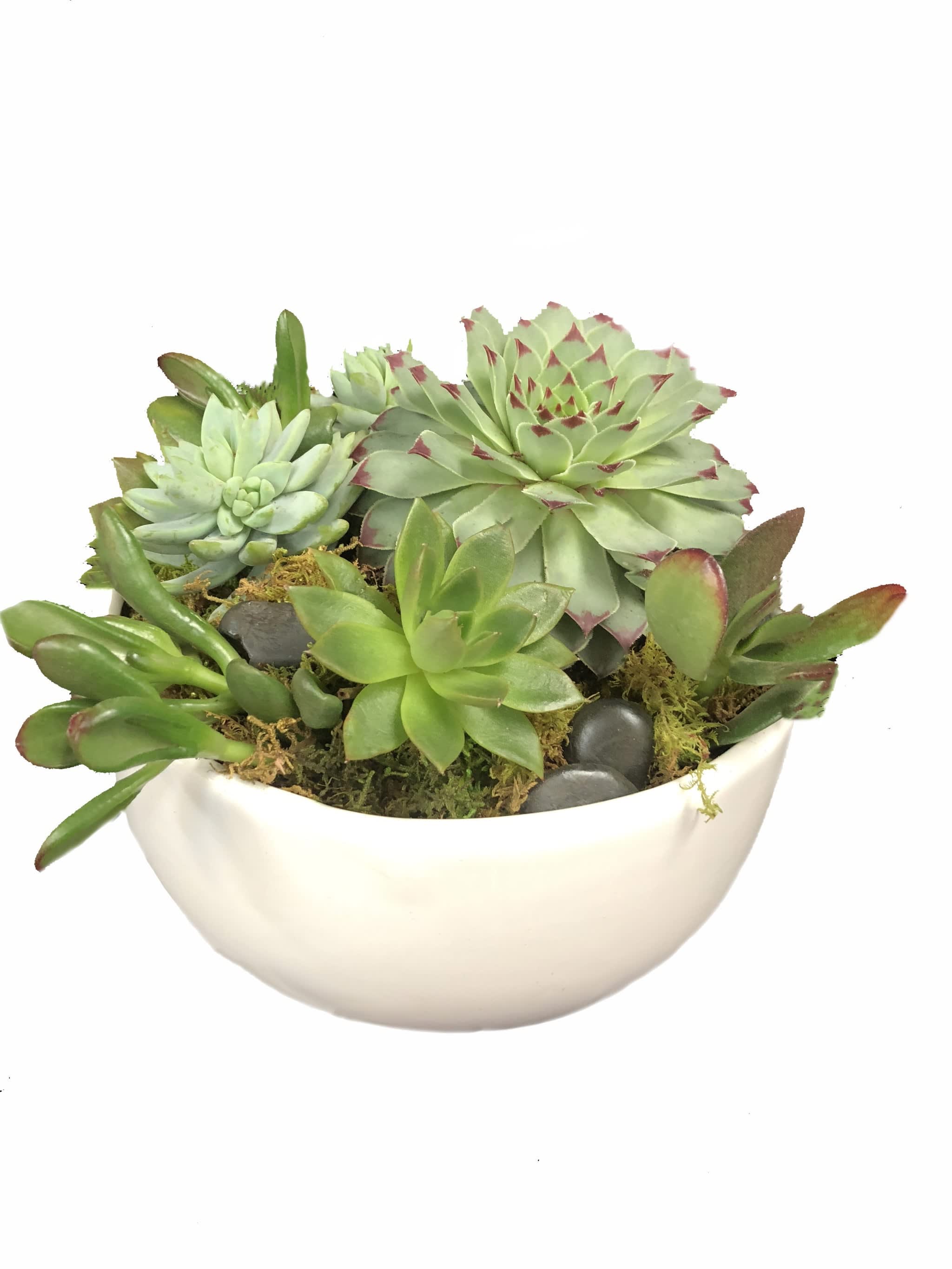 Succulent arrangement in a white bowl planter
