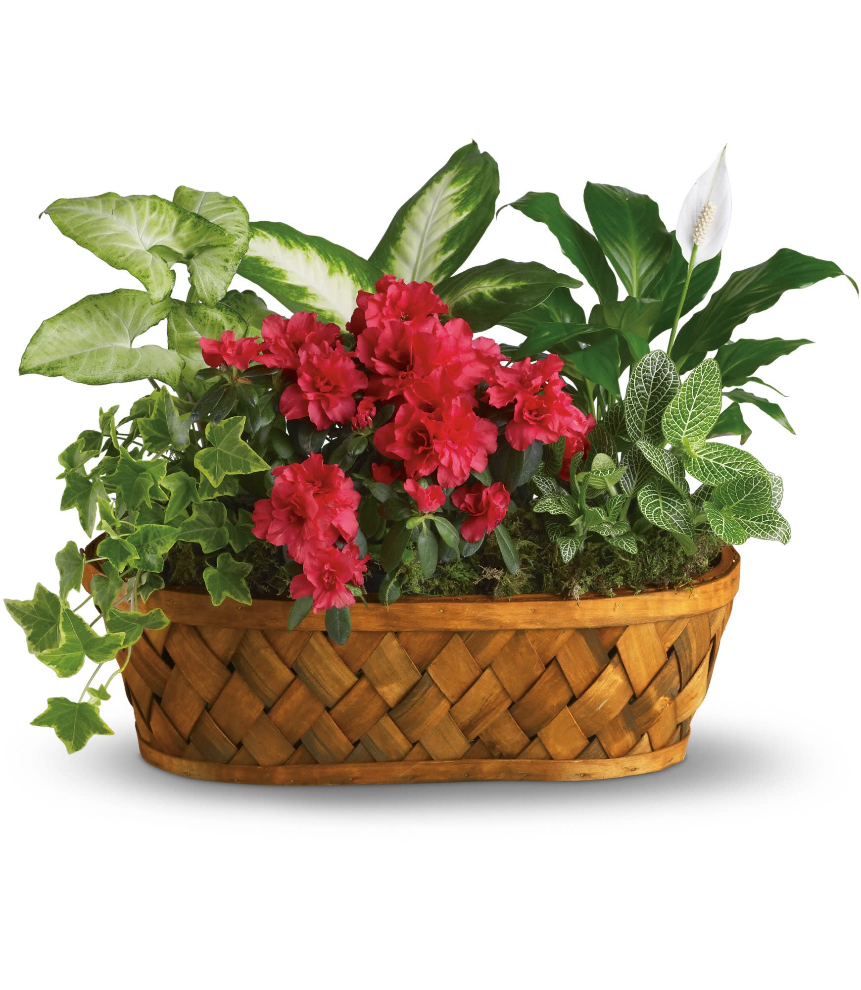 Plants Galore  - You don't need a green thumb to love plants galore! Plants, plants and more plants are delivered in a handsome woodchip basket.  Easier to care for than pronounce, a hot pink azalea and white hypoestes are joined by dieffenbachia, nephthytis, spathiphyllum and ivy. All are hand-arranged in a pretty wicker basket. It's an abundance of natural beauty.  Approximately 21" W x 16" H  Orientation: All-Around      As Shown : T90-1A  