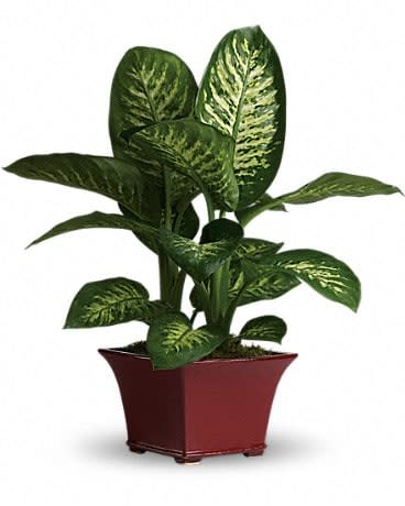 Potted green houseplant with variegated leaves in a red planter