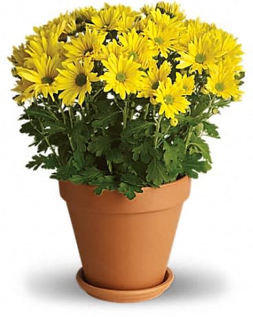 Yellow daisy-like flowers in a terracotta pot