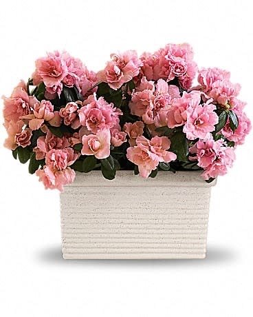 Pink flowers arranged in a rectangular white planter