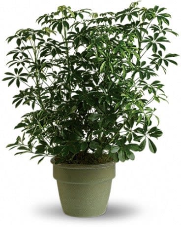 Potted green houseplant with glossy leaves in a green container