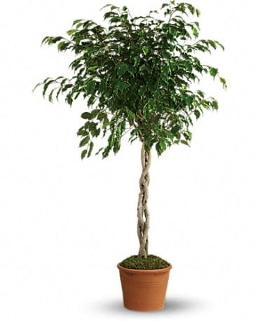 Potted indoor tree with a braided trunk and dense green foliage
